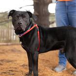 Enlarge Milo James, a ADOPTABLE Mixed Breed in Hilliard, OH image 2/3