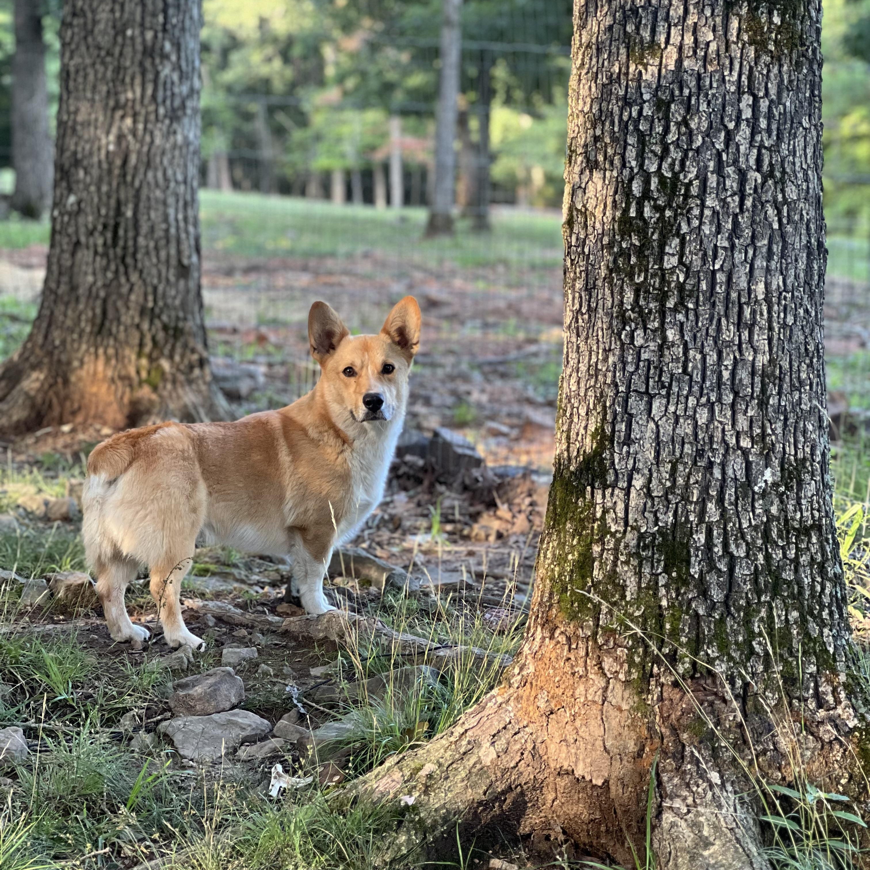OLIVER, an adopted Corgi in Chicopee, MA image 4/5