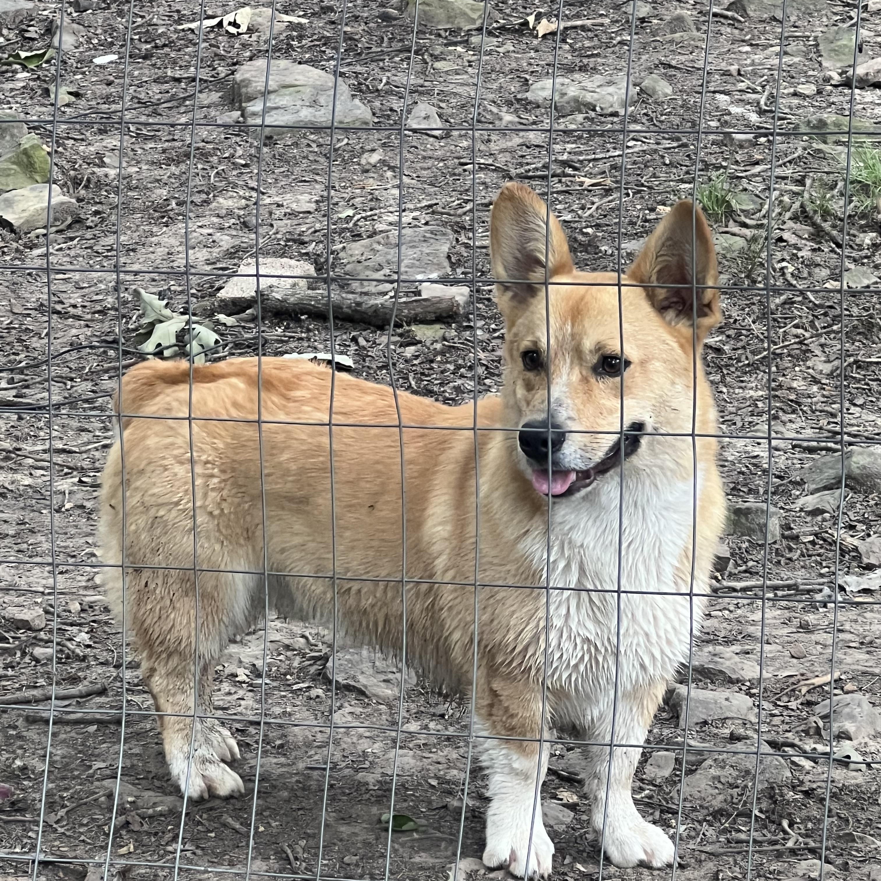 OLIVER, an adopted Corgi in Chicopee, MA image 2/5