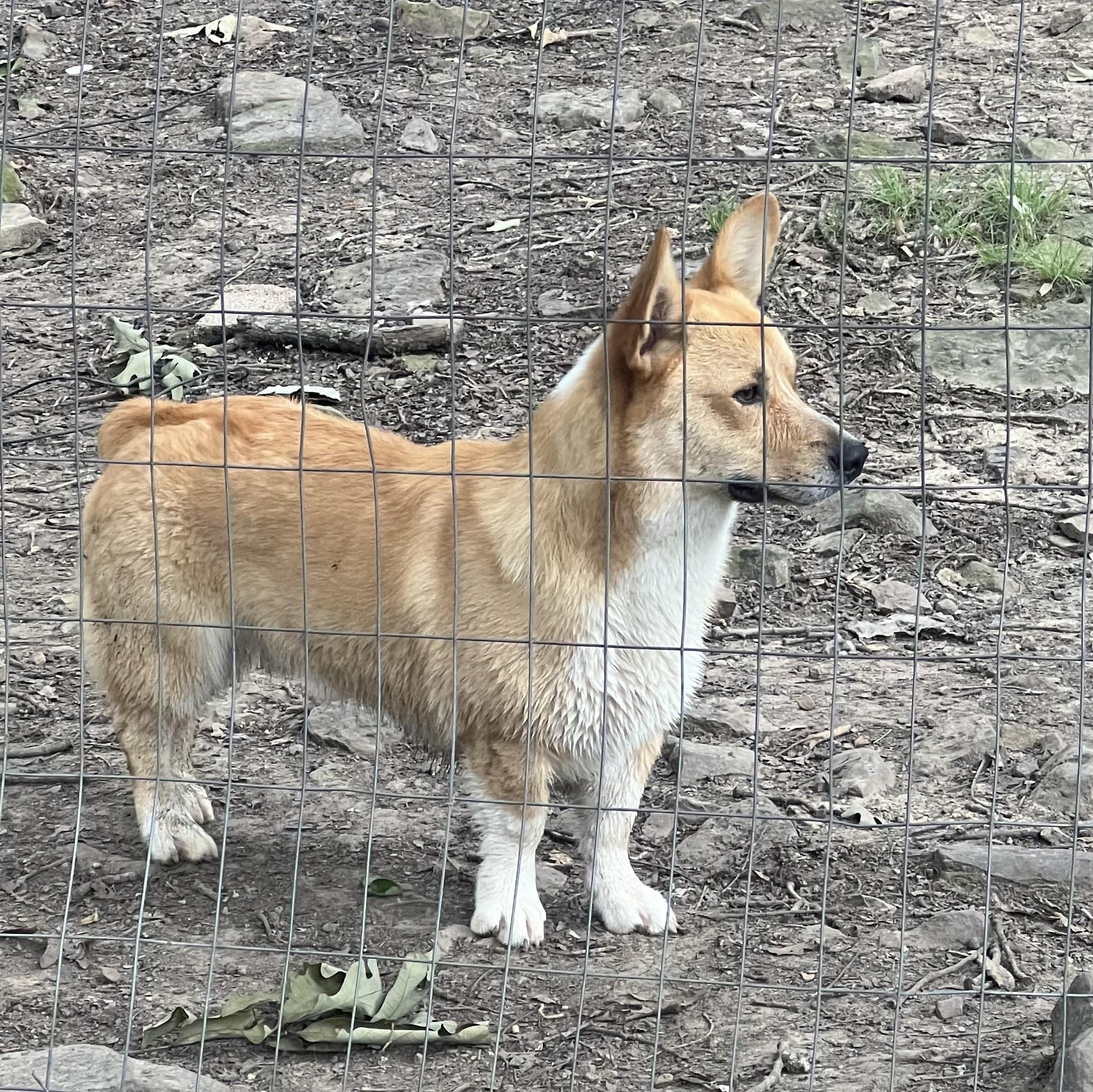 OLIVER, an adopted Corgi in Chicopee, MA image 3/5