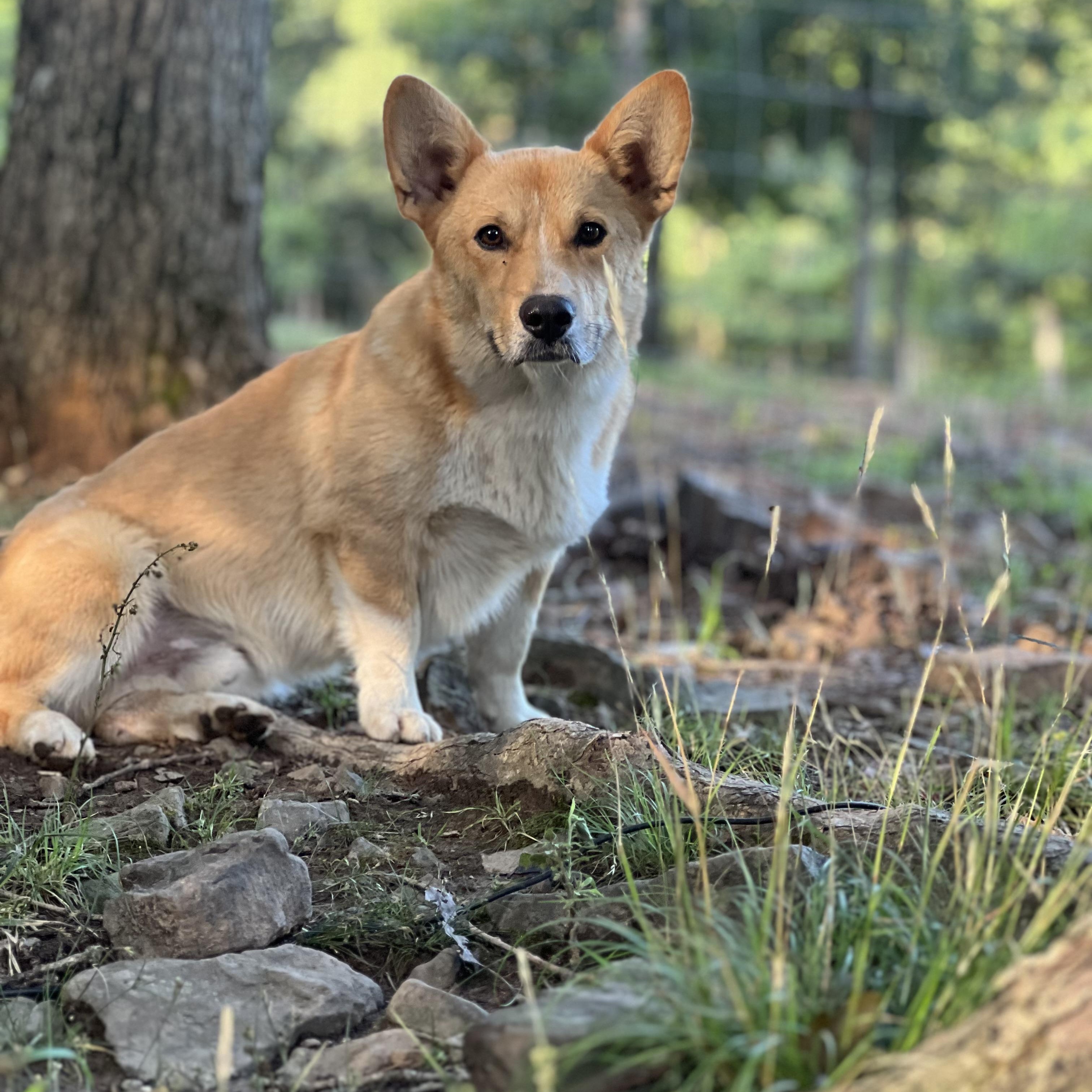 OLIVER, an adopted Corgi in Chicopee, MA image 5/5