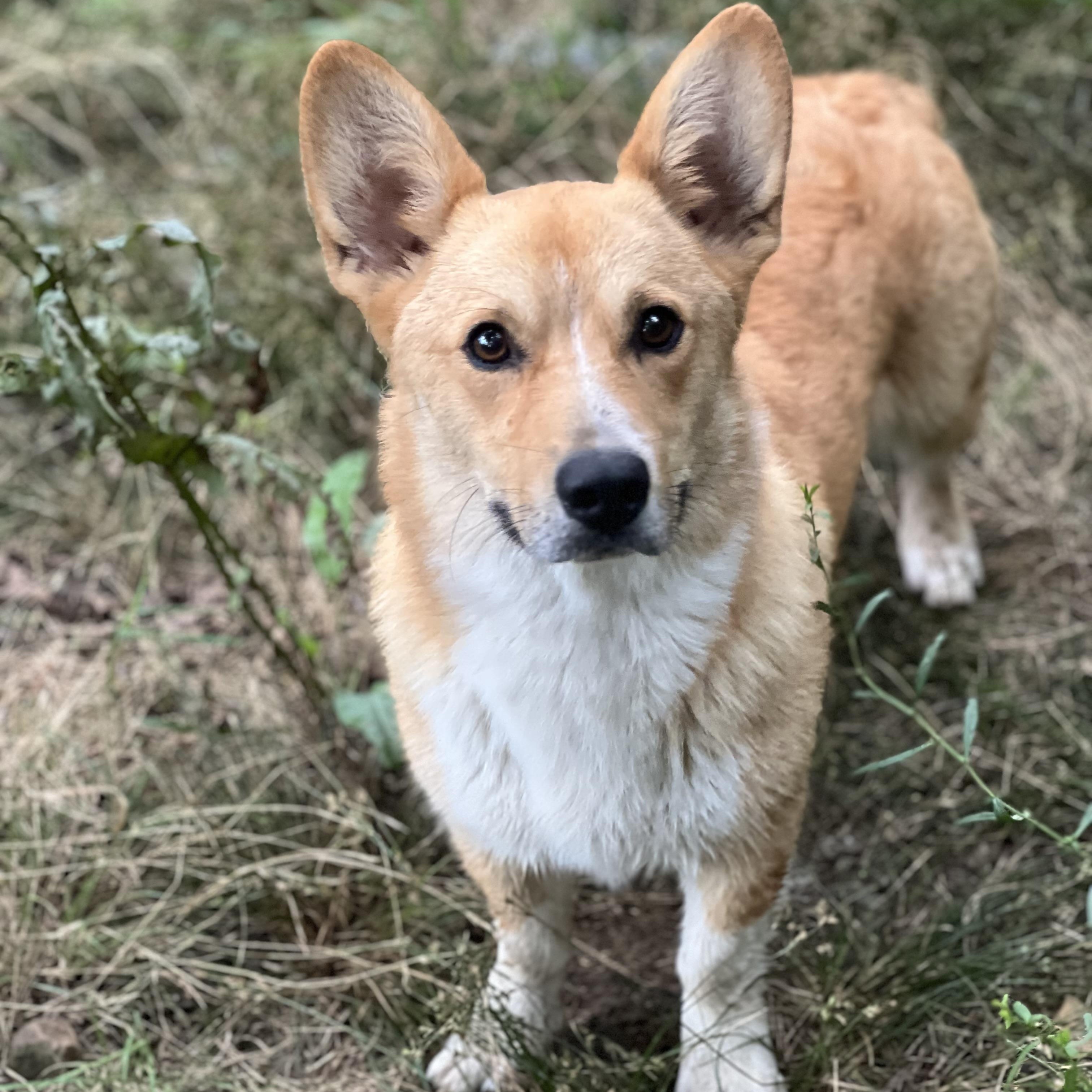 OLIVER, adopted, Young Female Corgi.