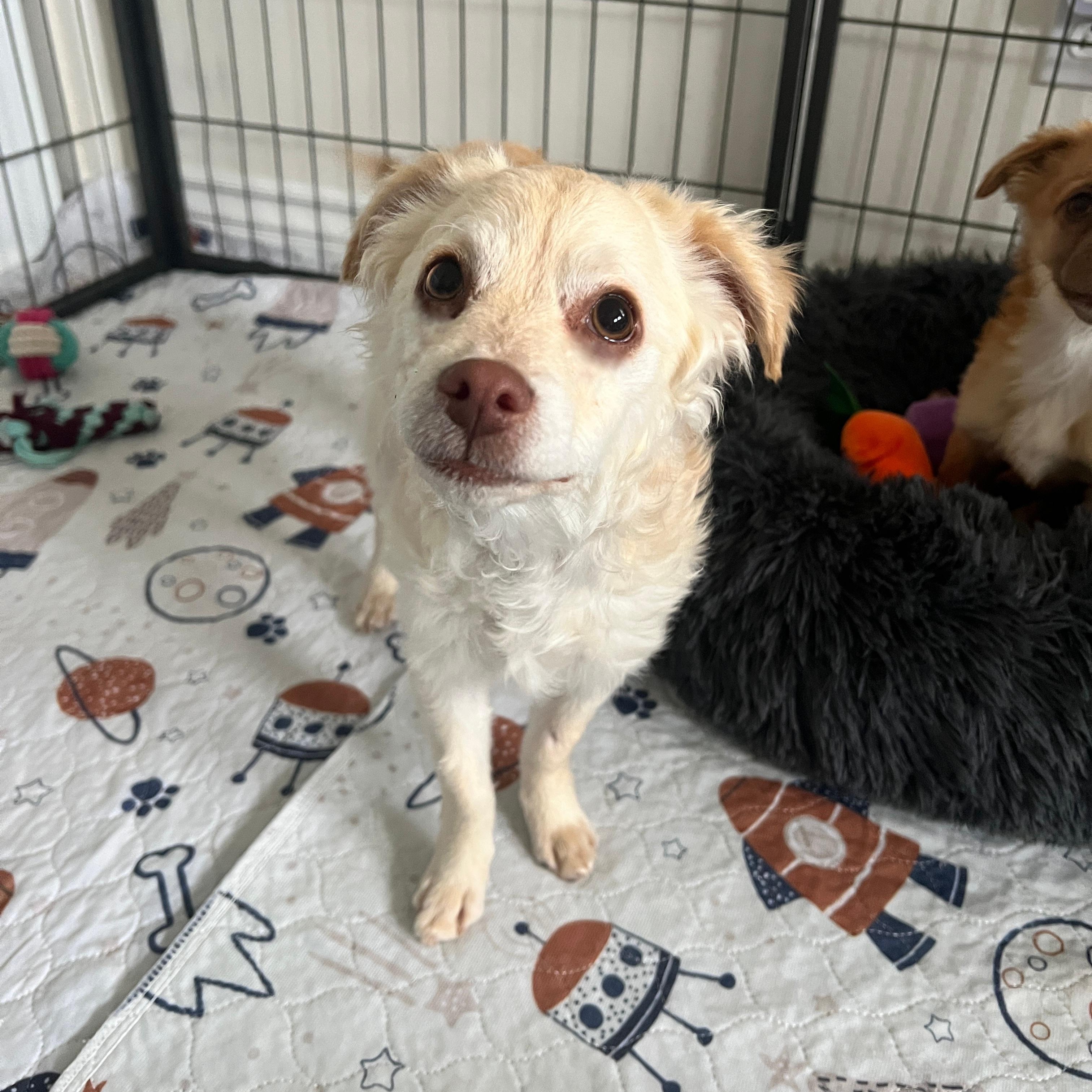 Enlarge Fettuccine, a Adoptable mixed breed in Riverside, CA image 3/6