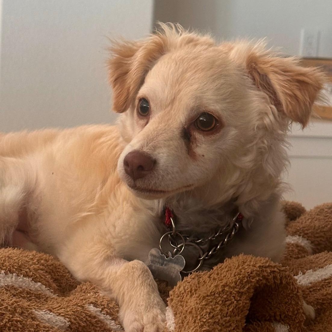 Enlarge Fettuccine, a Adoptable mixed breed in Riverside, CA image 5/6