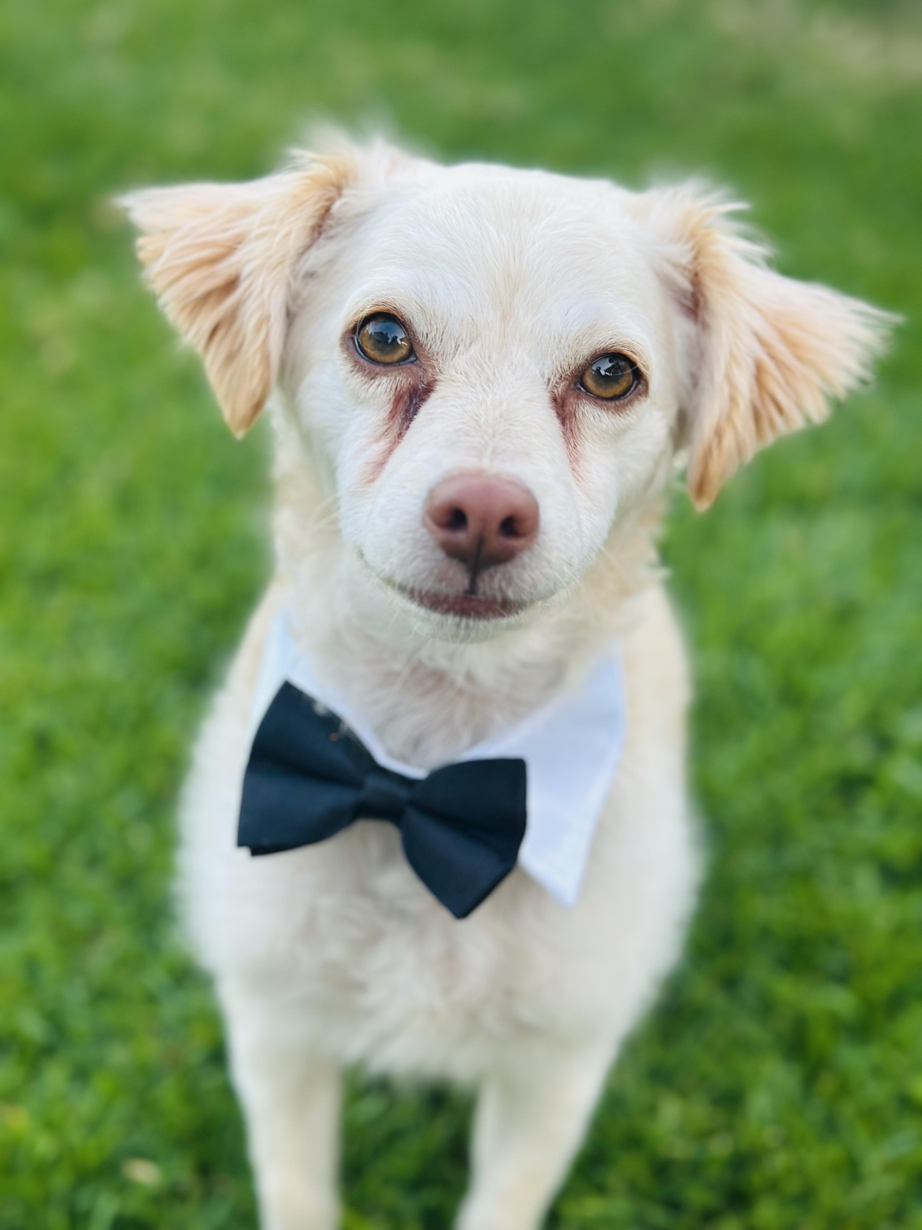 Enlarge Fettuccine, a Adoptable mixed breed in Riverside, CA image 2/6