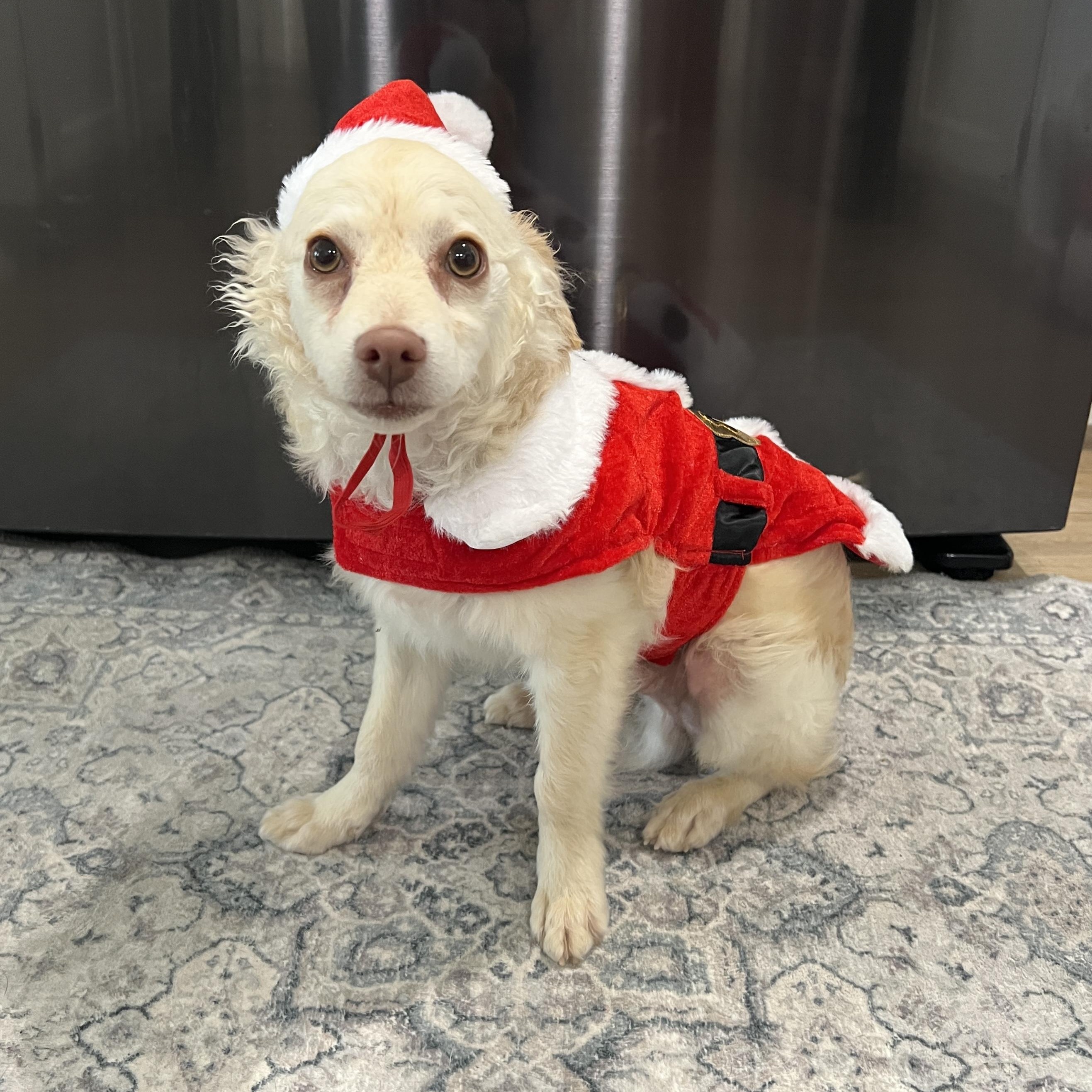 Enlarge Fettuccine, a Adoptable mixed breed in Riverside, CA image 6/6