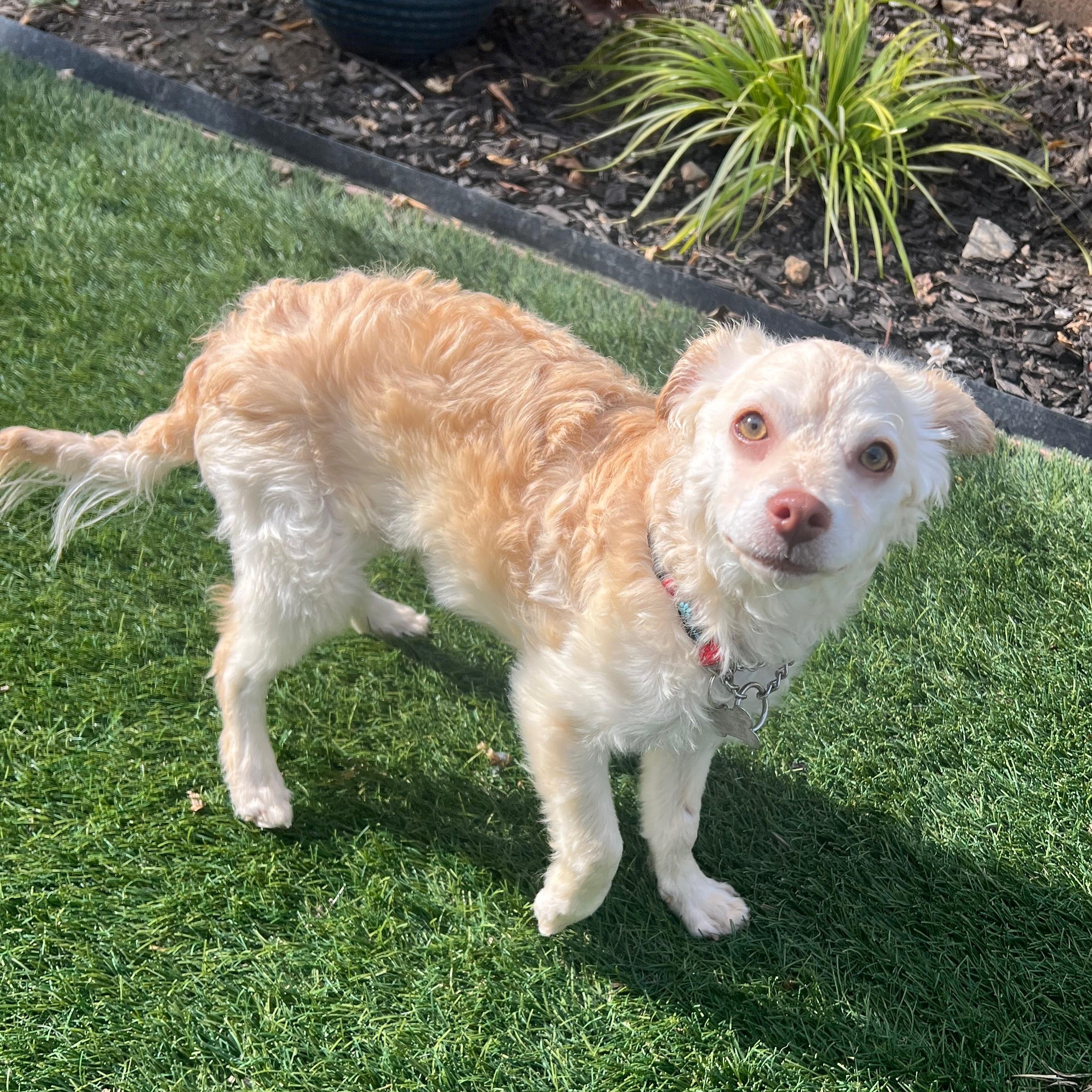 Enlarge Fettuccine, a Adoptable mixed breed in Riverside, CA image 4/6