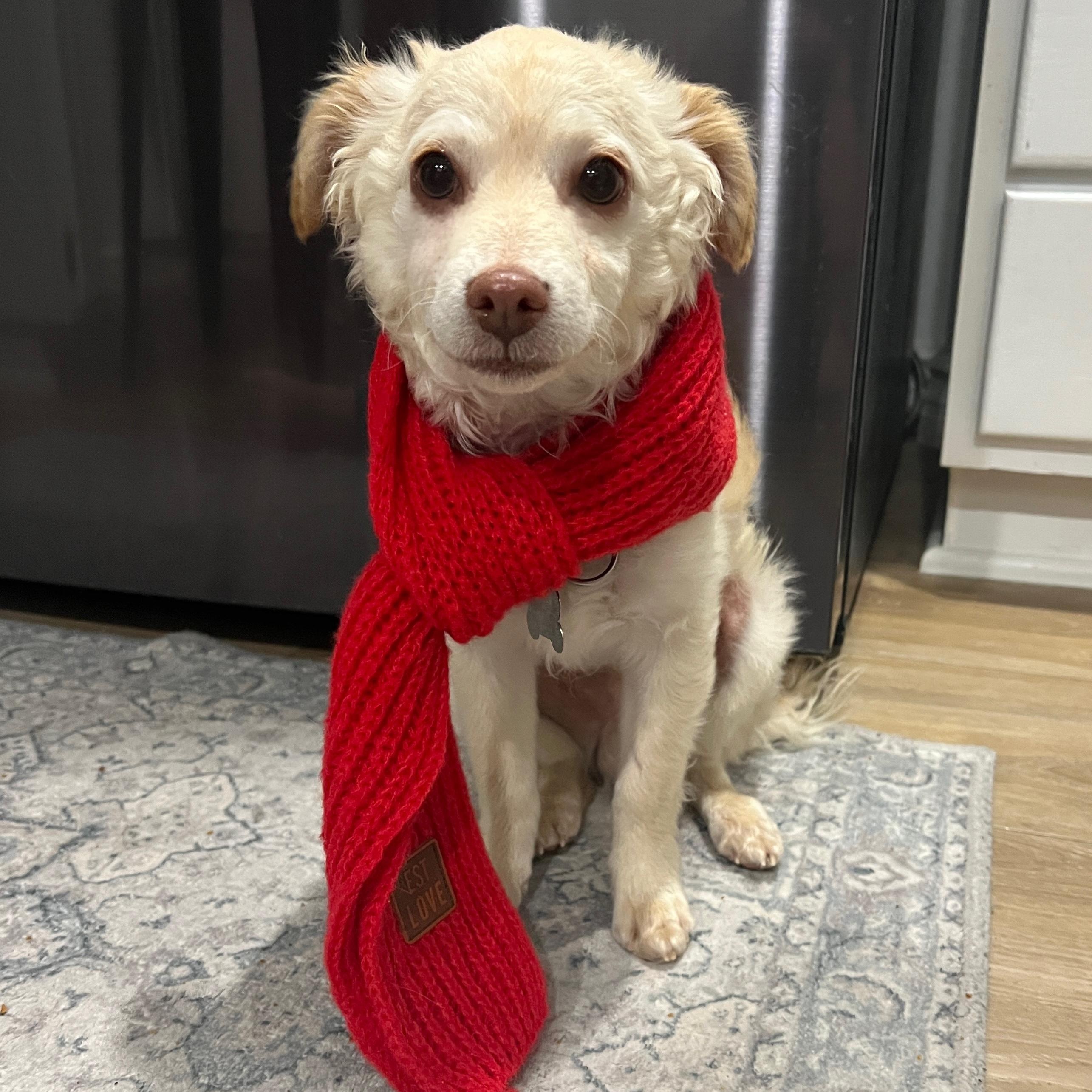 Fettuccine, Adoptable, Adult Male Chihuahua.