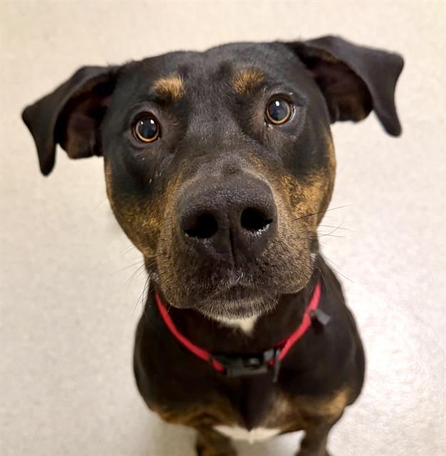 TANK, Adoptable, Young Male Plott Hound & American Staffordshire Terrier.