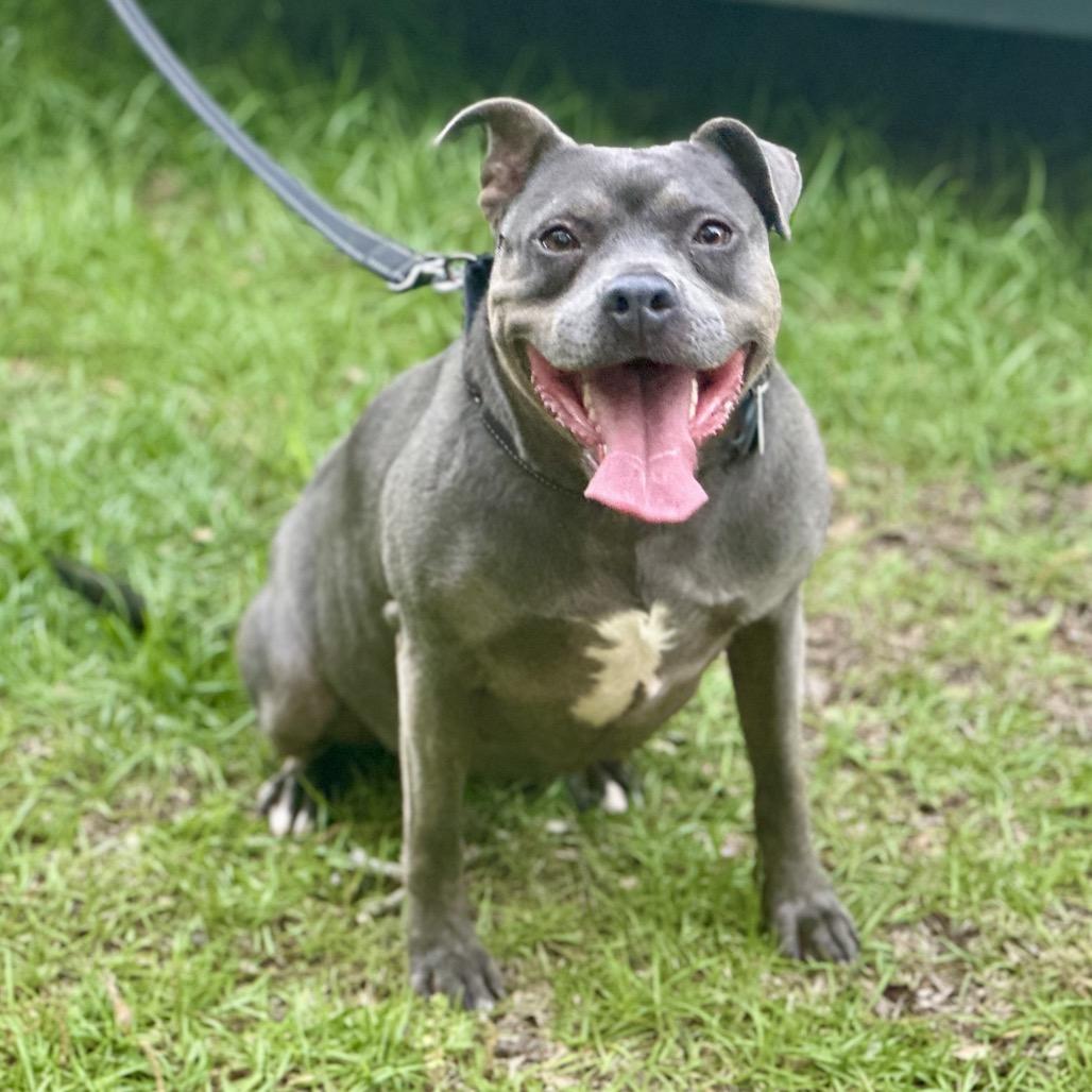 Enlarge Dixie, a Adoptable Pit Bull Terrier in Opelika, AL image 2/6