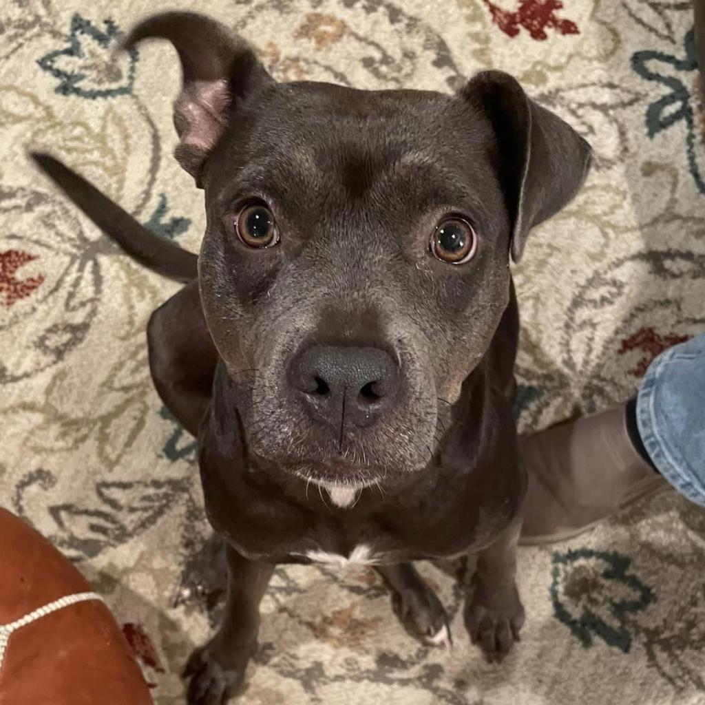 Enlarge Dixie, a Adoptable Pit Bull Terrier in Opelika, AL image 5/6