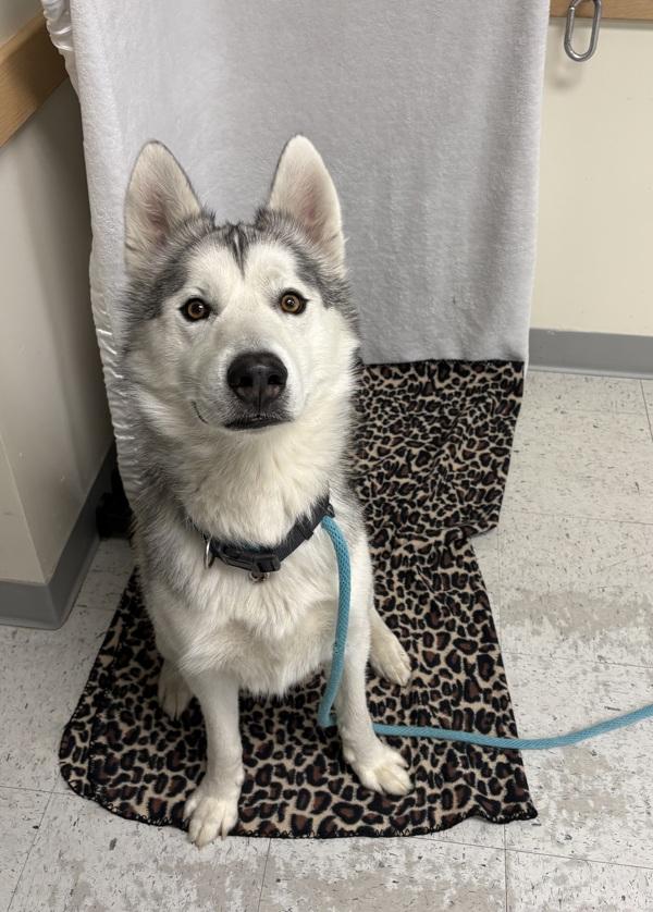 *Dill*, Adoptable, Adult Male Husky.