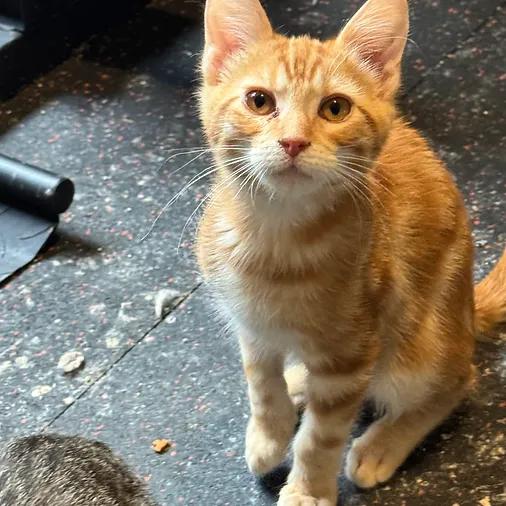 Jones, ADOPTABLE, Kitten Male Domestic Short Hair.