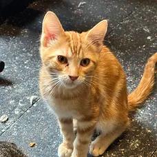 Enlarge Jones, a ADOPTABLE Domestic Short Hair in Albuquerque, NM image 2/2