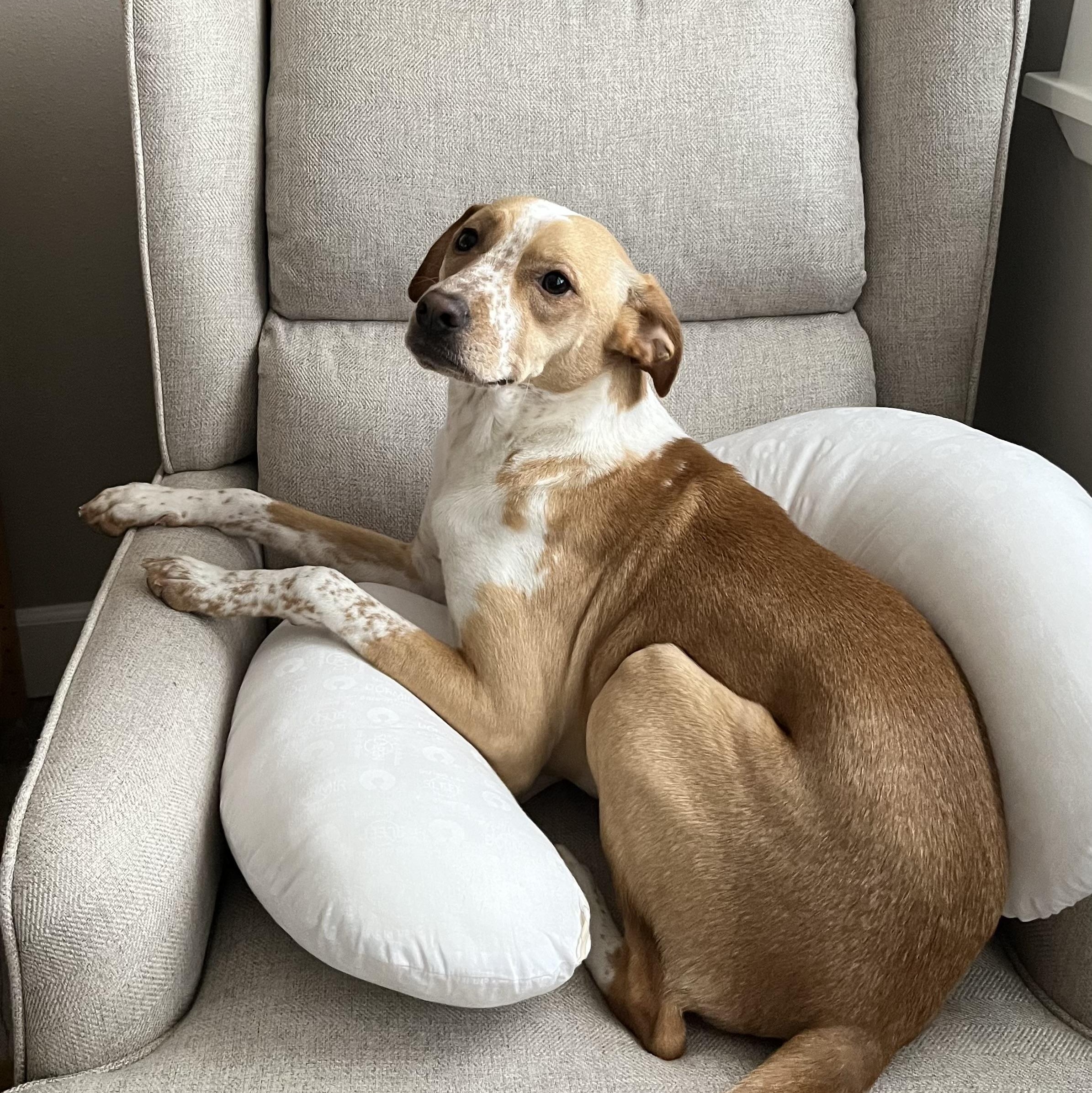 Nilla, adopted, Adult Female Beagle & Cattle Dog.