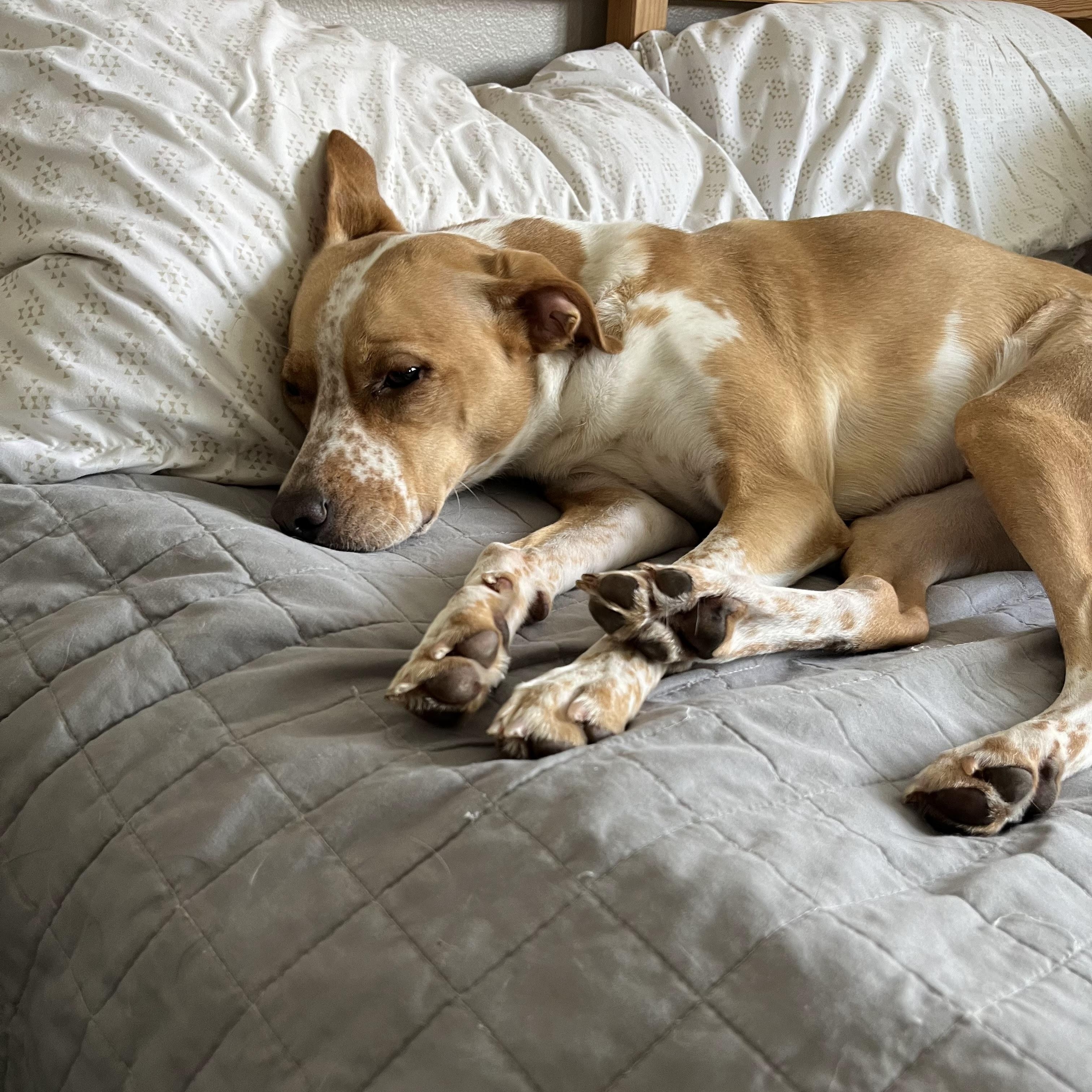 Enlarge Nilla, a Adoptable mixed breed in Torrance, CA image 1/6