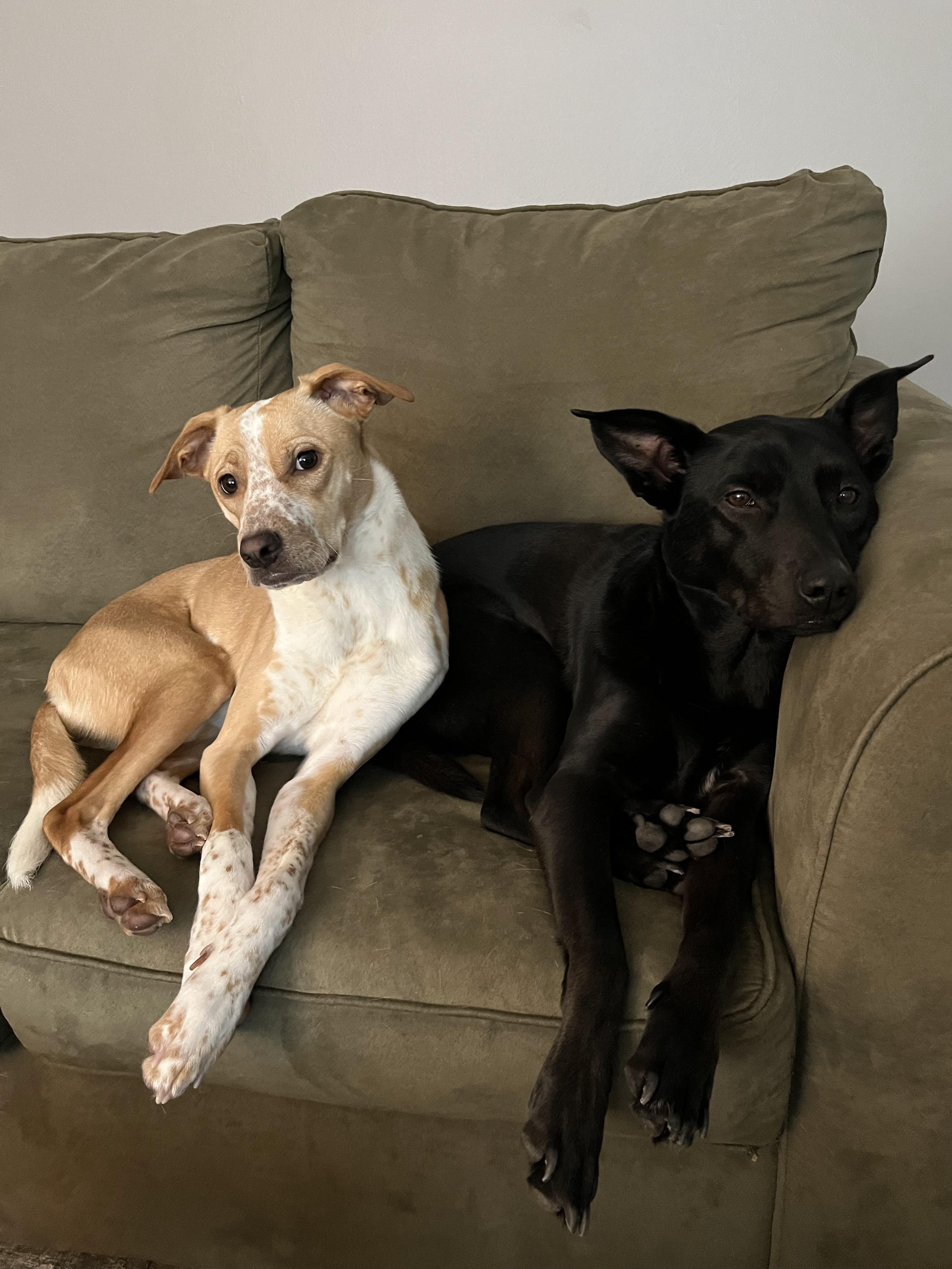 Enlarge Nilla, a Adoptable mixed breed in Torrance, CA image 6/6