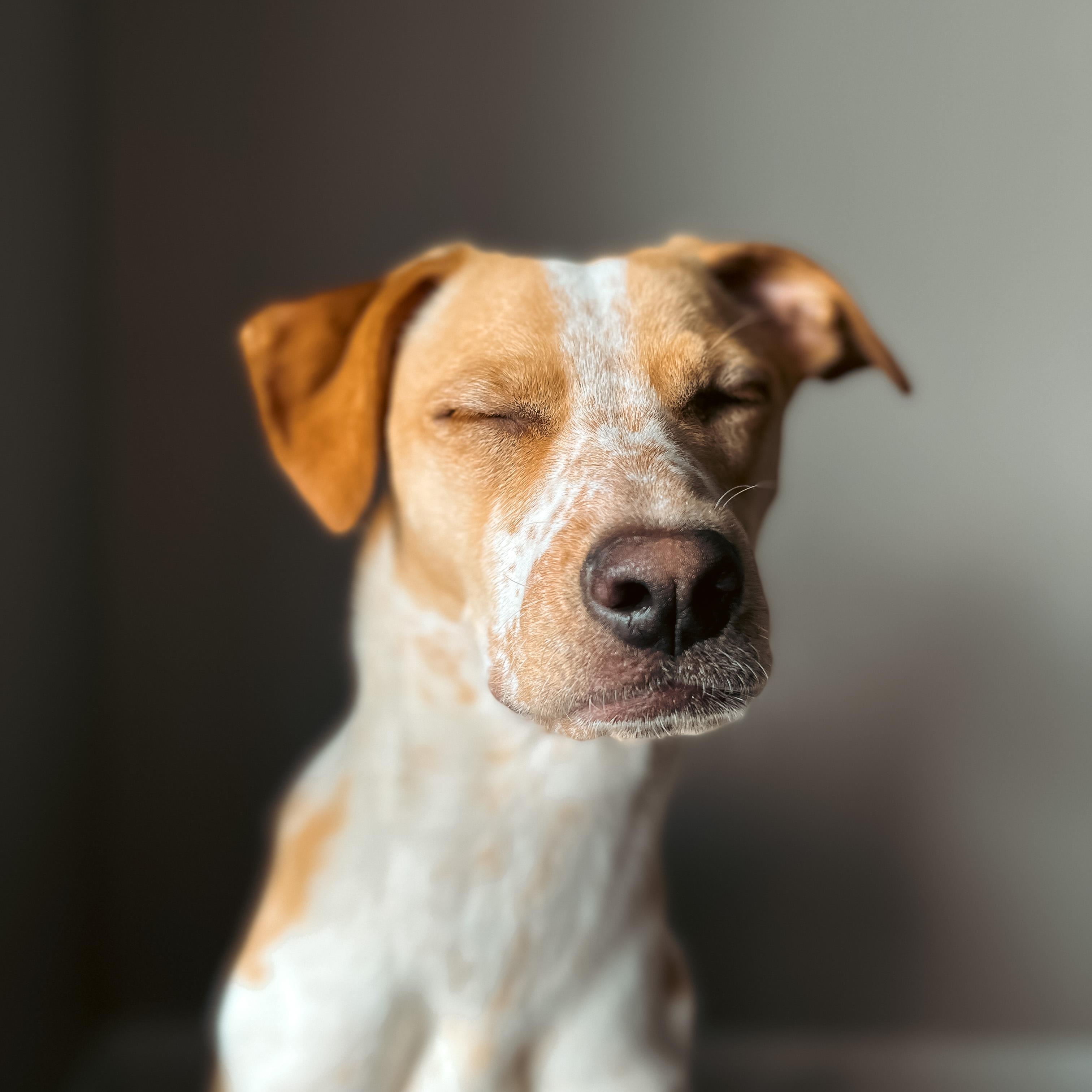 Enlarge Nilla, a Adoptable mixed breed in Torrance, CA image 4/6
