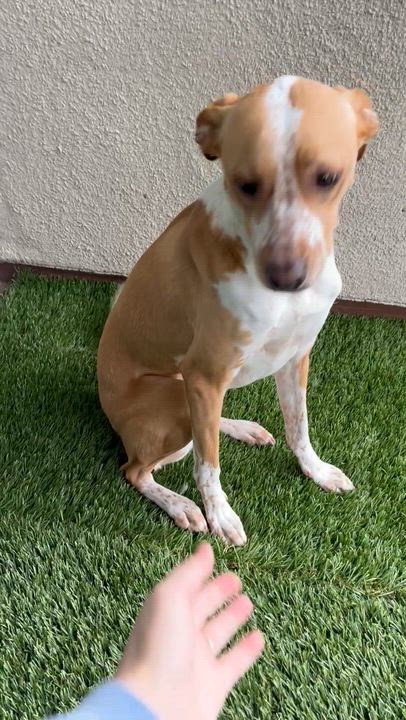 Enlarge Nilla, a Adoptable mixed breed in Torrance, CA video 2/6