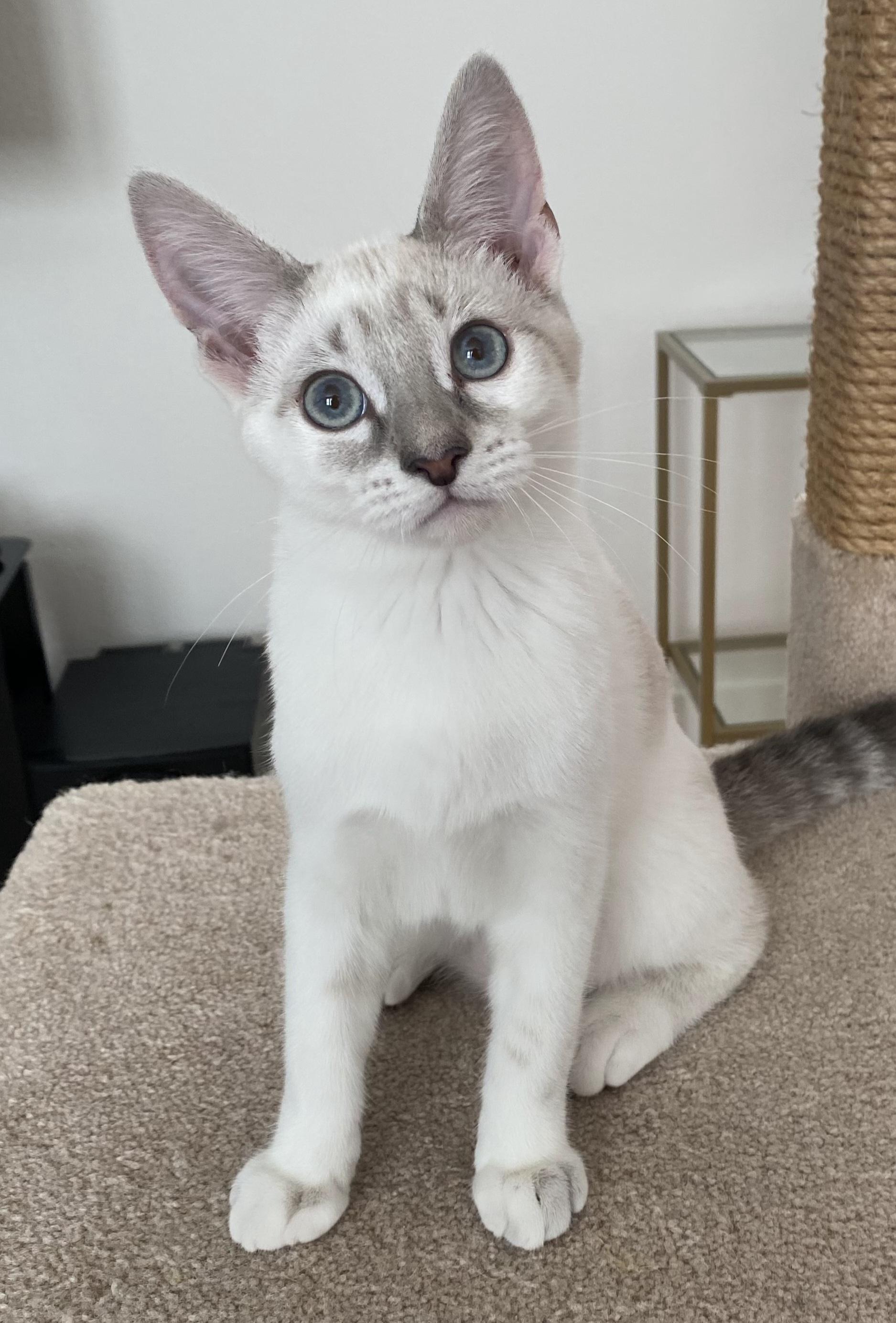 Enlarge Morel, a ADOPTABLE mixed breed in Irvine, CA image 4/4