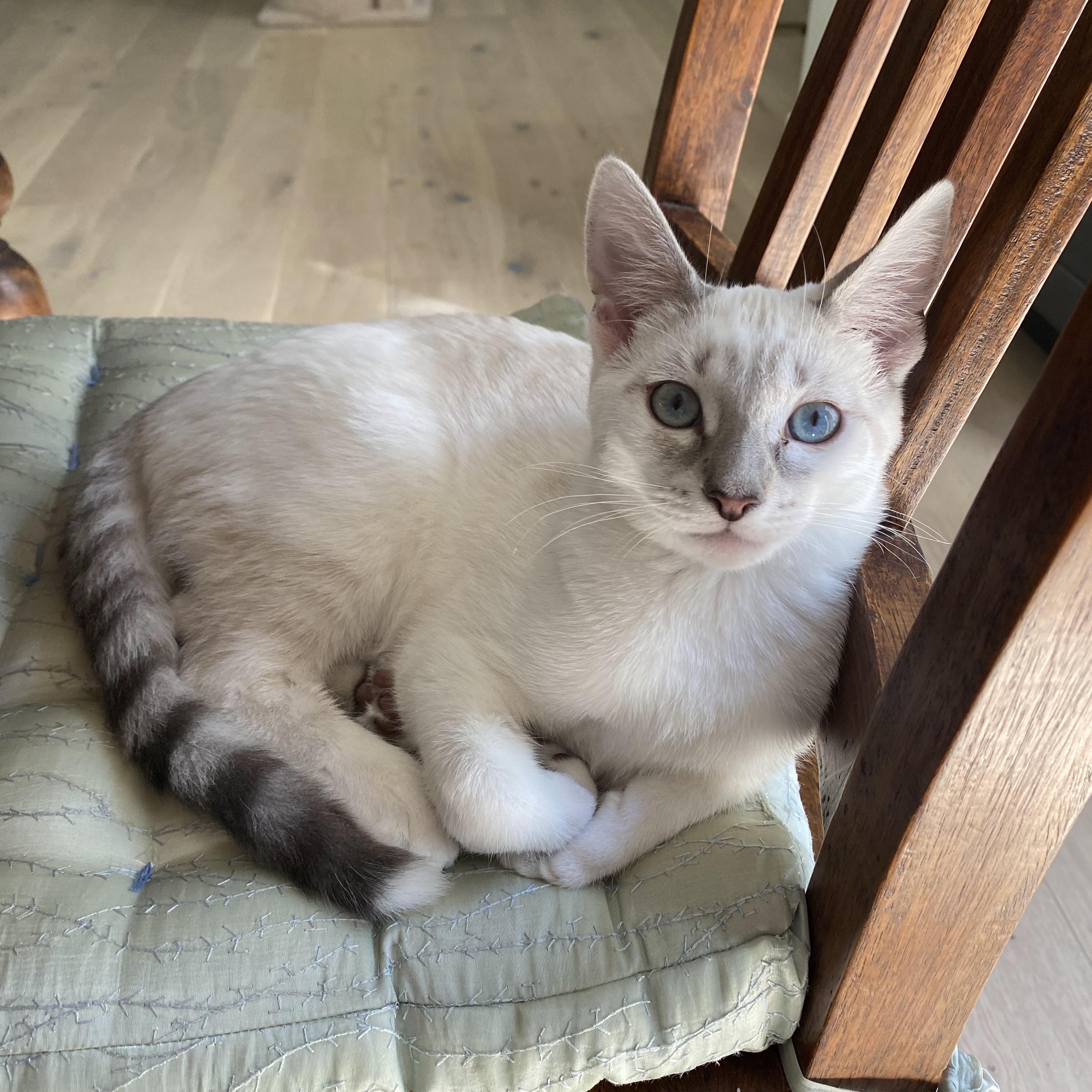 Enlarge Morel, a ADOPTABLE mixed breed in Irvine, CA image 2/4