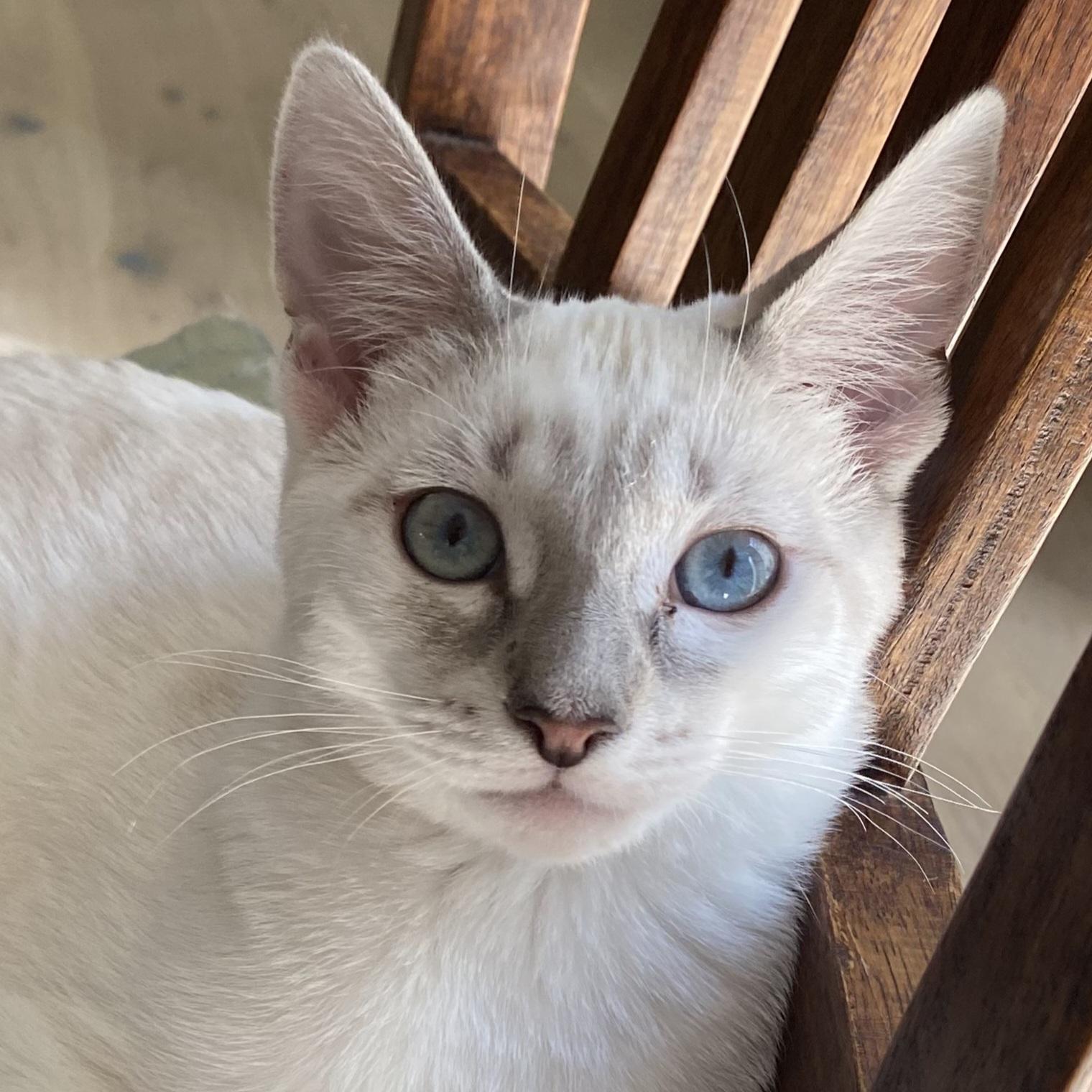 Morel, ADOPTABLE, Kitten Female Siamese & Domestic Short Hair.