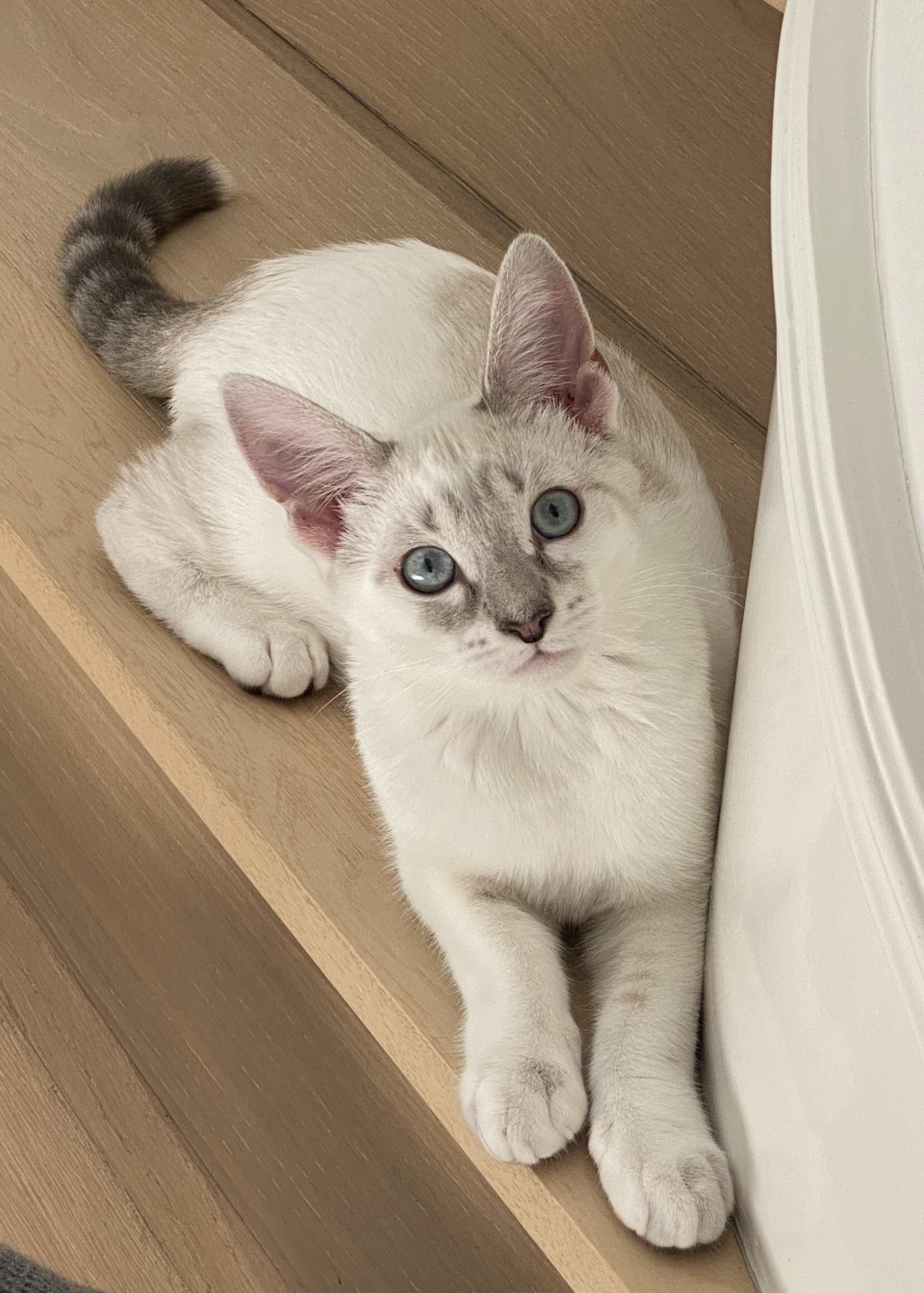 Enlarge Morel, a ADOPTABLE mixed breed in Irvine, CA image 3/4