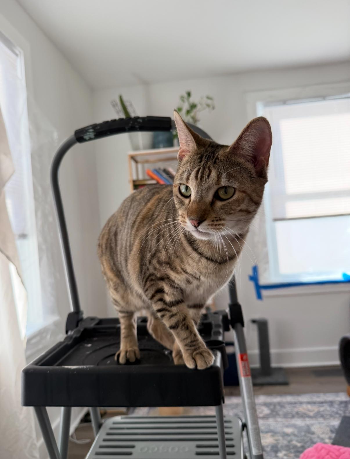 Enlarge Pollyanna (courtesy post), a ADOPTABLE Domestic Short Hair in Petersburg, VA image 3/5