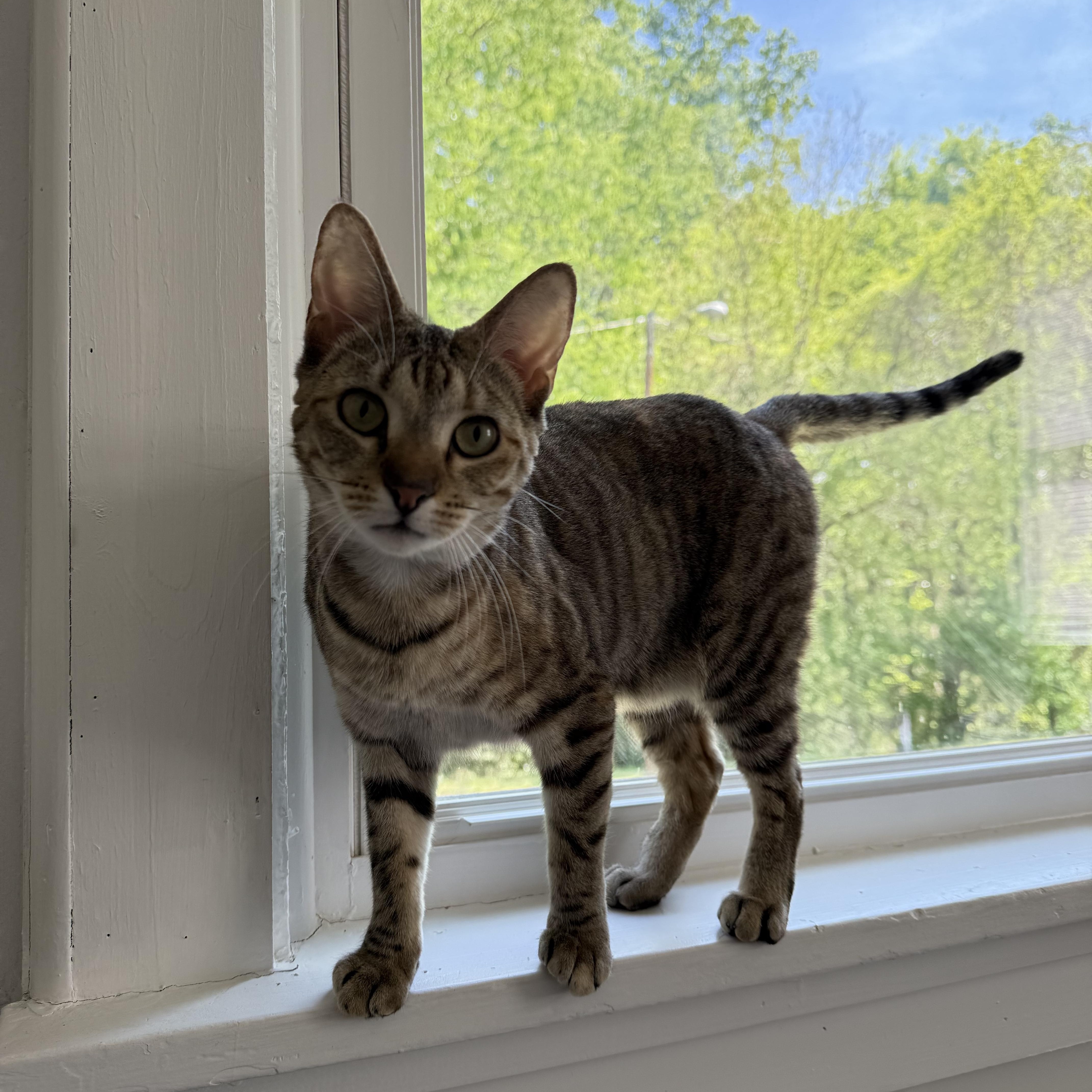 Pollyanna (courtesy post), ADOPTABLE, Young Female Domestic Short Hair.