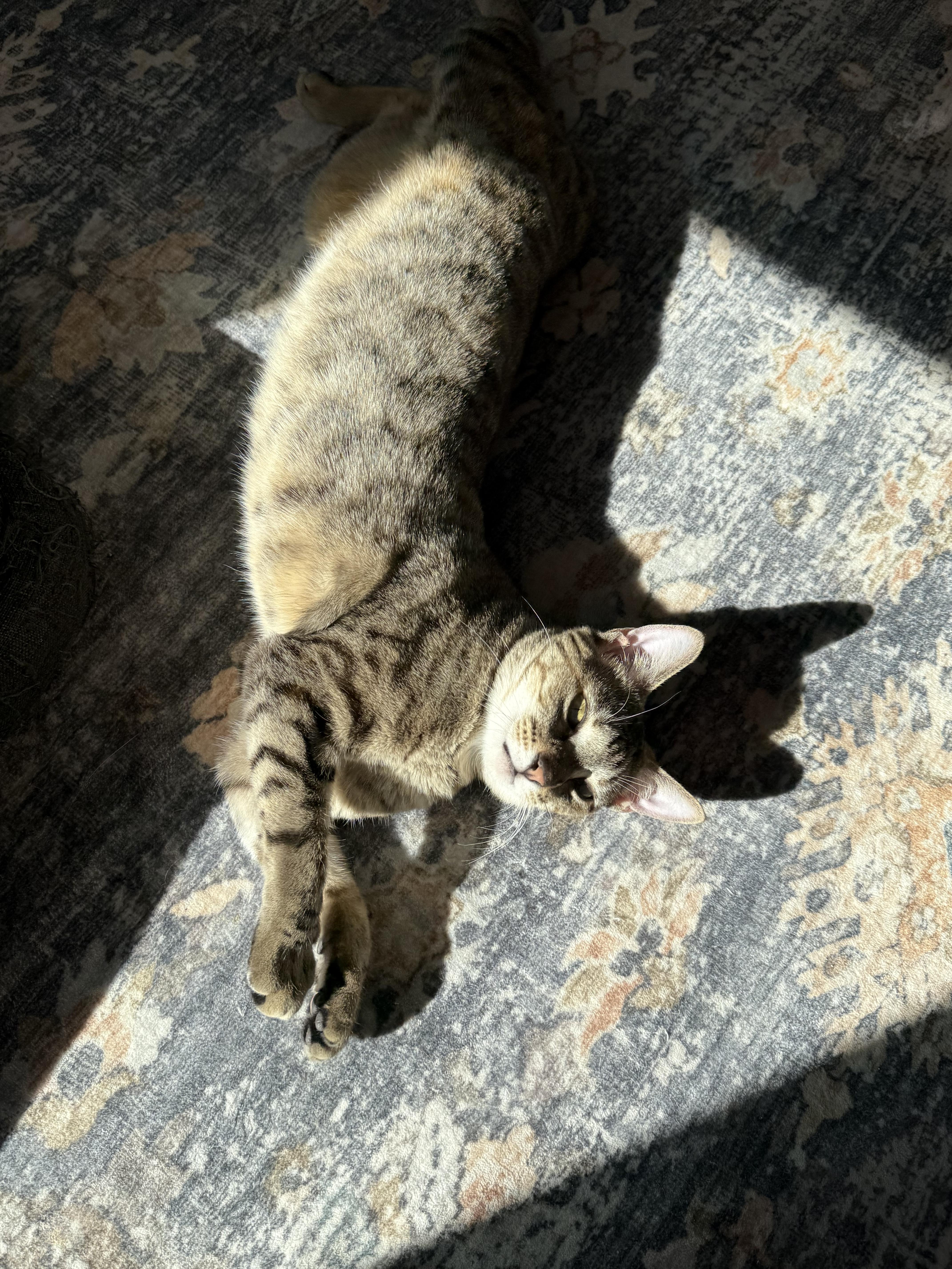 Enlarge Pollyanna (courtesy post), a ADOPTABLE Domestic Short Hair in Petersburg, VA image 4/5