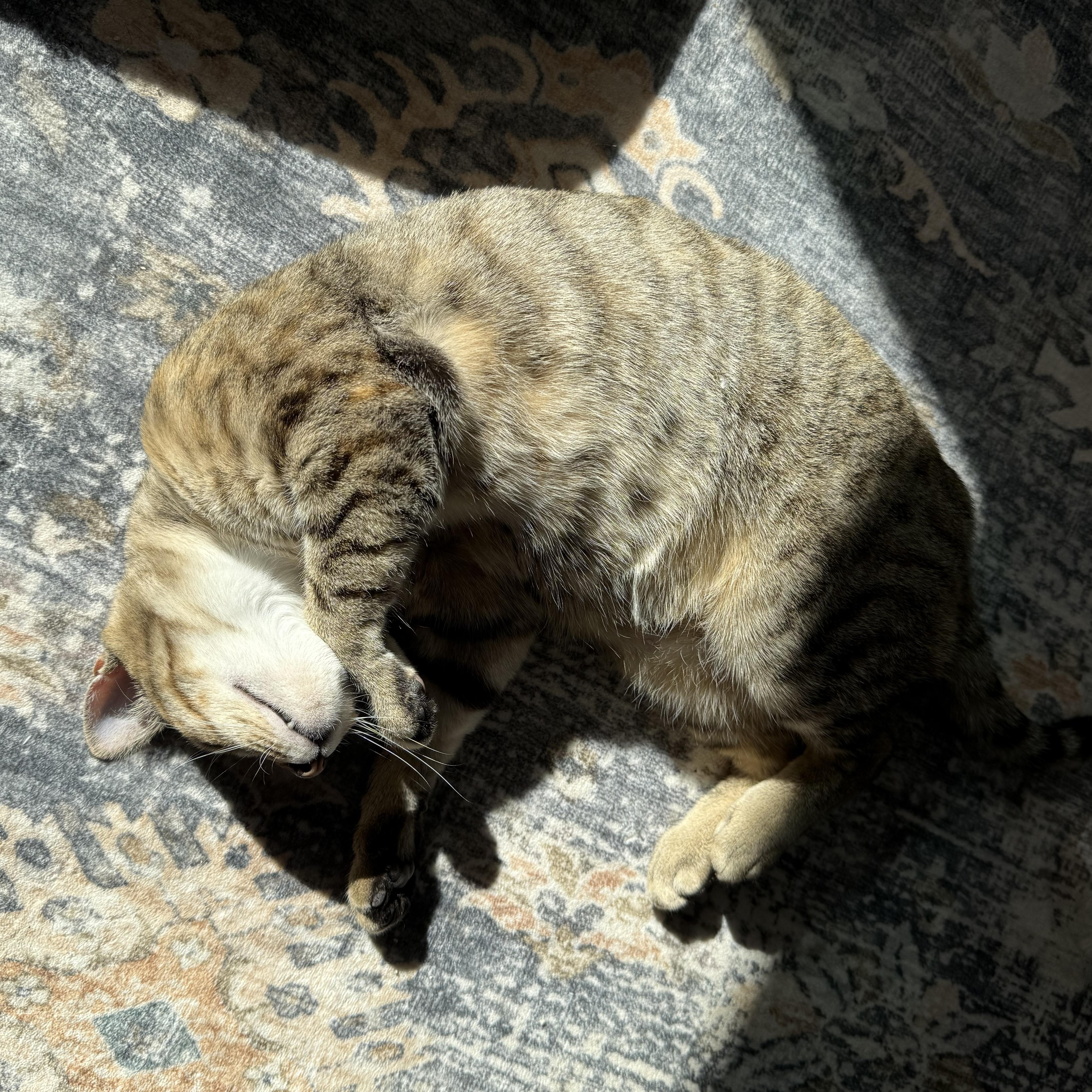Enlarge Pollyanna (courtesy post), a ADOPTABLE Domestic Short Hair in Petersburg, VA image 2/5