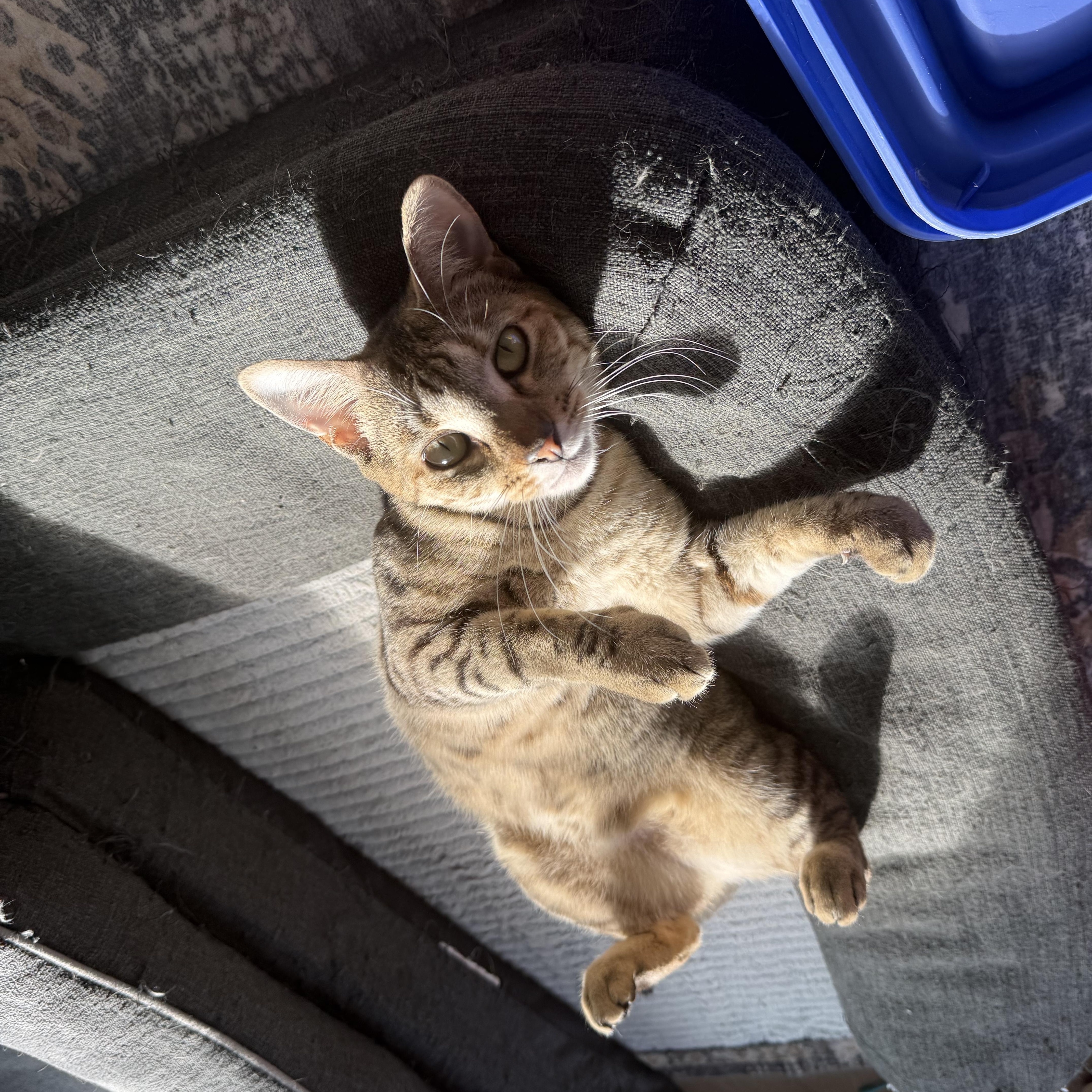 Enlarge Pollyanna (courtesy post), a ADOPTABLE Domestic Short Hair in Petersburg, VA image 5/5