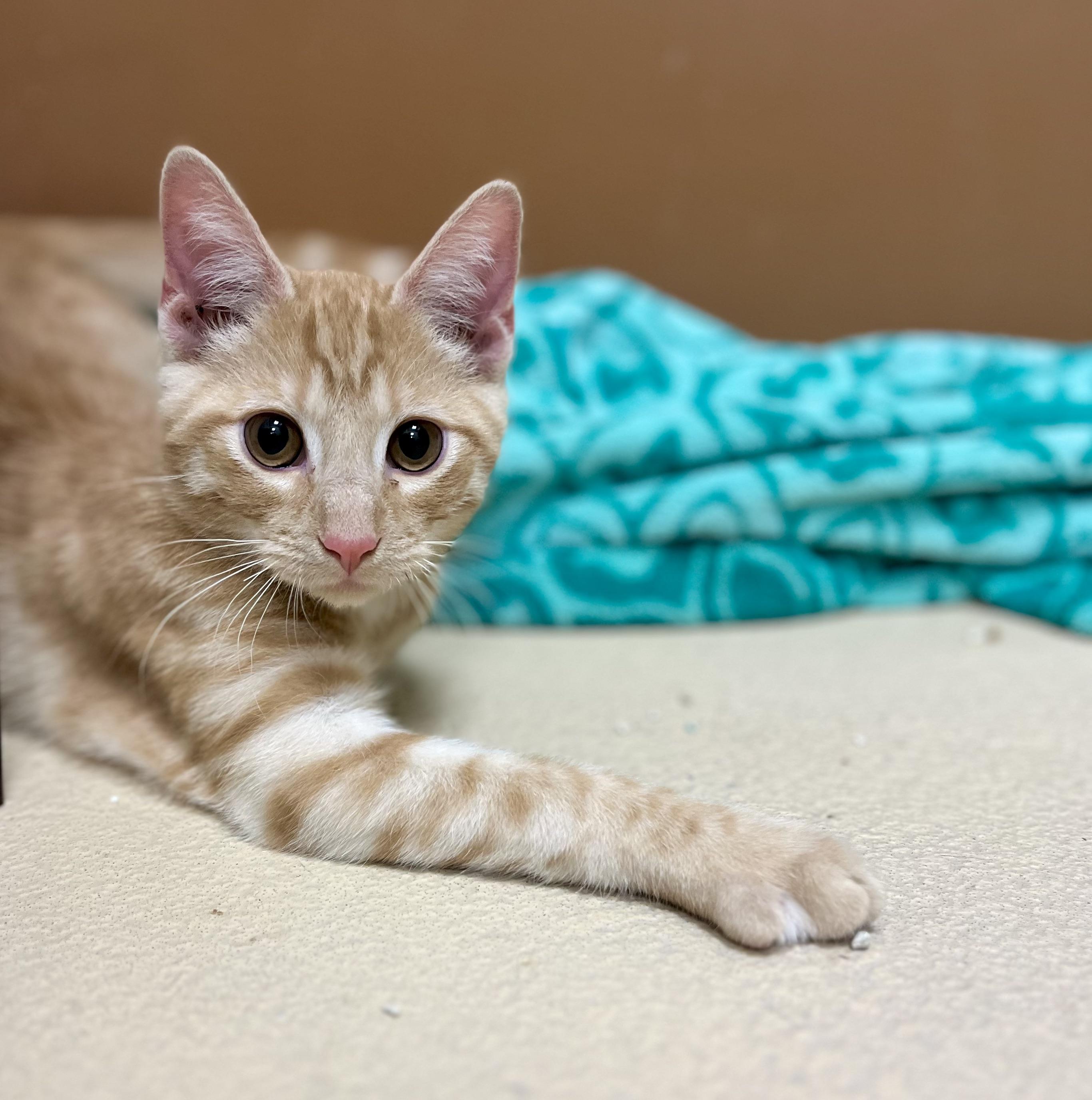 Enlarge Orange Julius, a Adoptable Domestic Short Hair in Greenwich, CT image 2/3