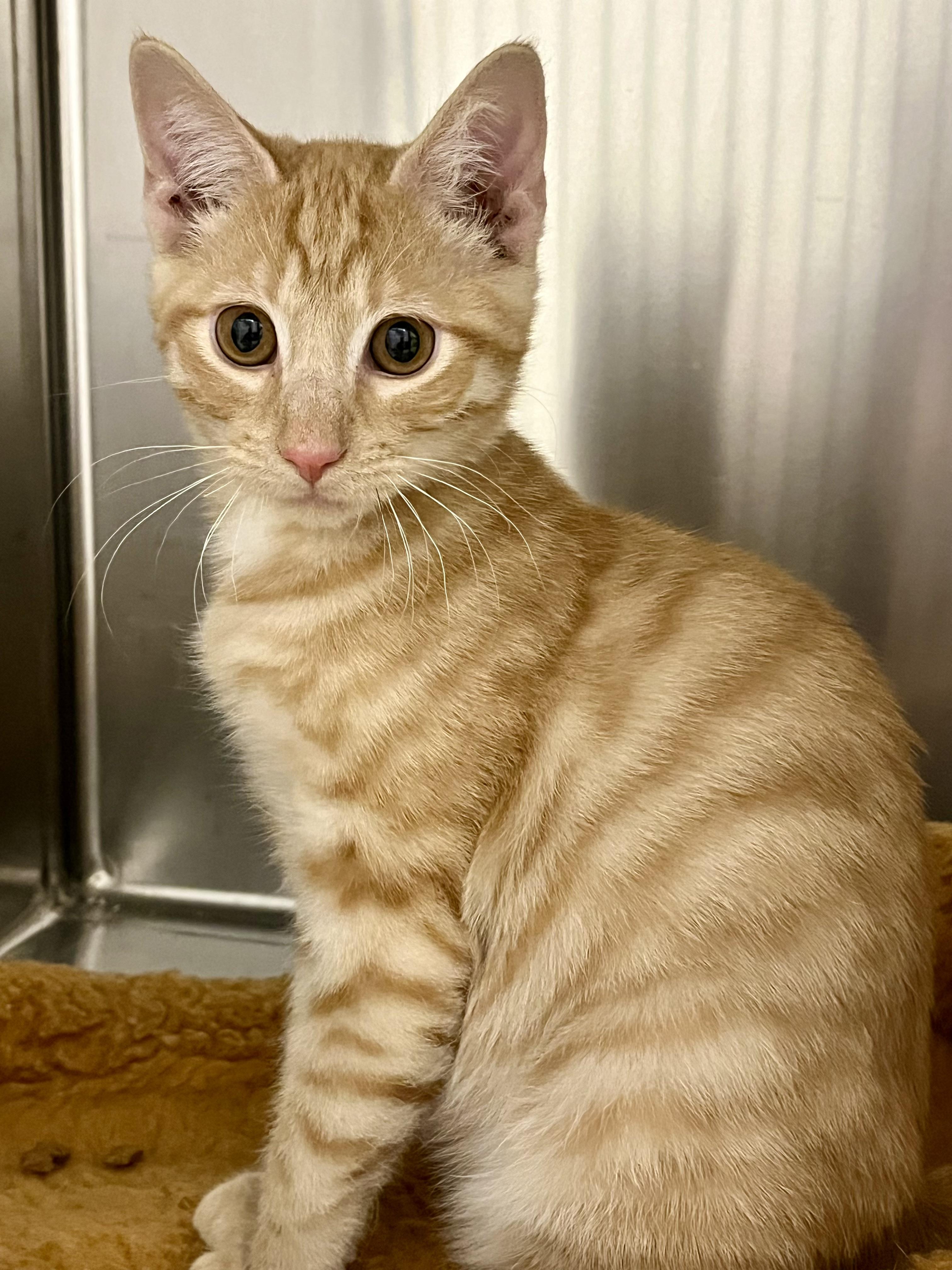 Orange Julius, Adoptable, Kitten Male Domestic Short Hair.