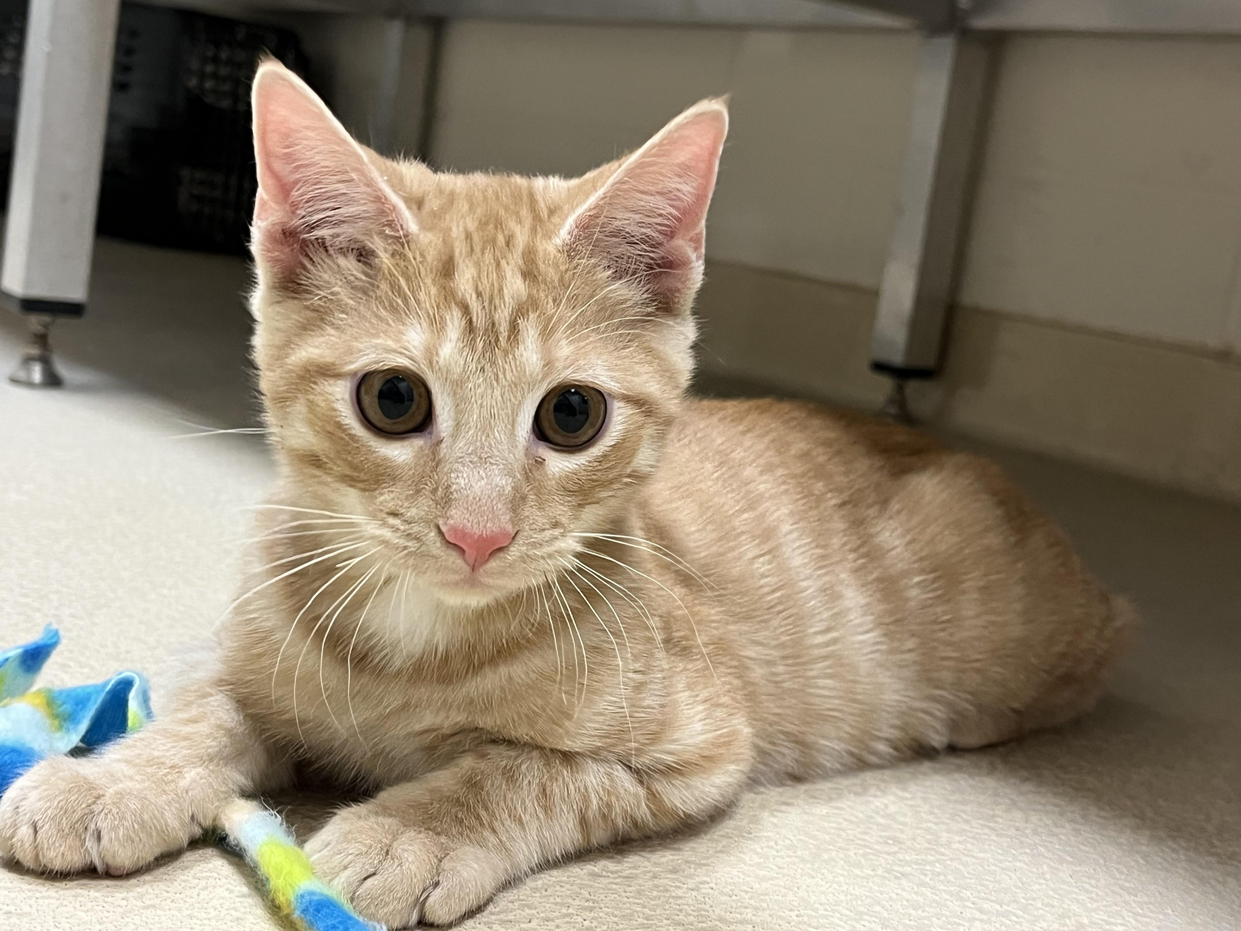 Enlarge Orange Julius, a Adoptable Domestic Short Hair in Greenwich, CT image 3/3