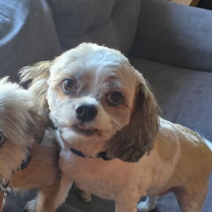 Bandit, Adoptable, Senior Male Shih Tzu & Mixed Breed.