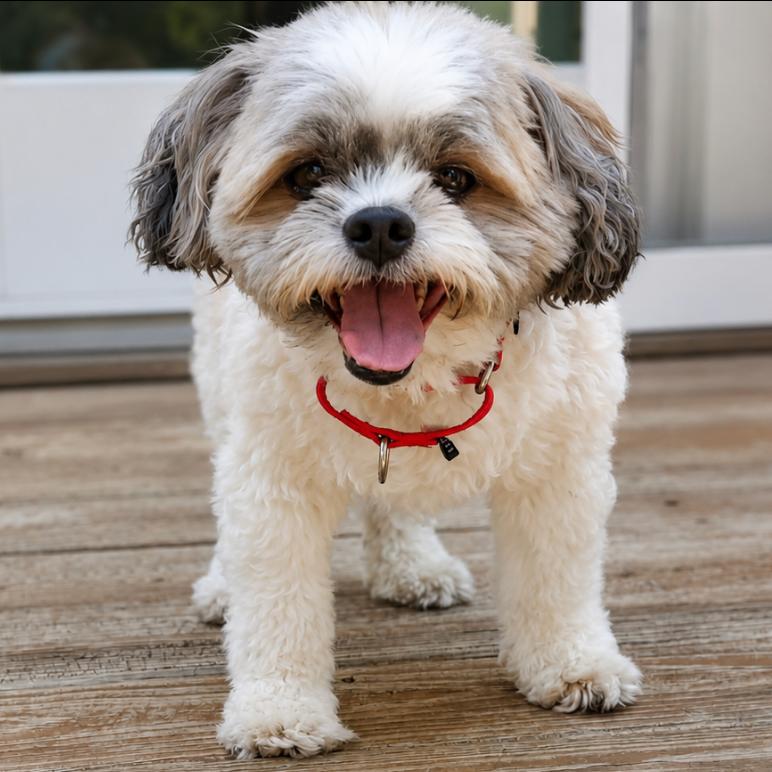 Enlarge Bandit, a Adoptable mixed breed in Rochester, MN image 3/5