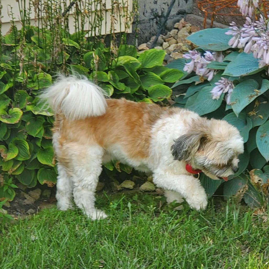 Enlarge Bandit, a Adoptable mixed breed in Rochester, MN image 4/5
