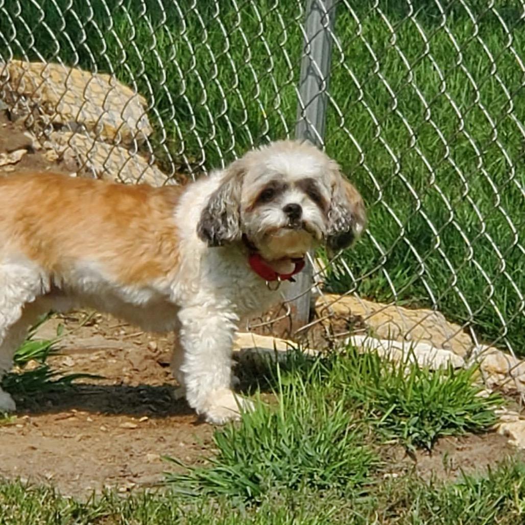 Enlarge Bandit, a Adoptable mixed breed in Rochester, MN image 5/5