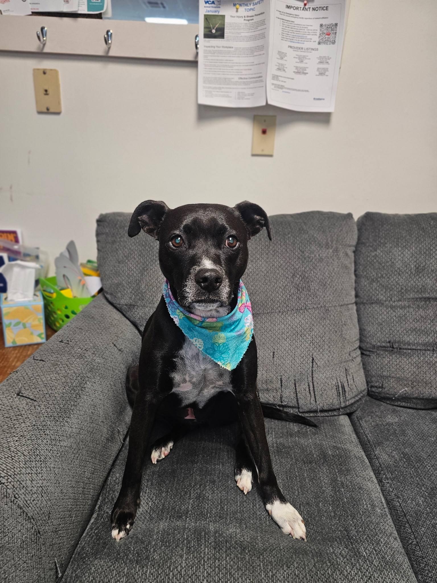 Arty, a ADOPTABLE mixed breed in Broken Arrow, OK image 3/5