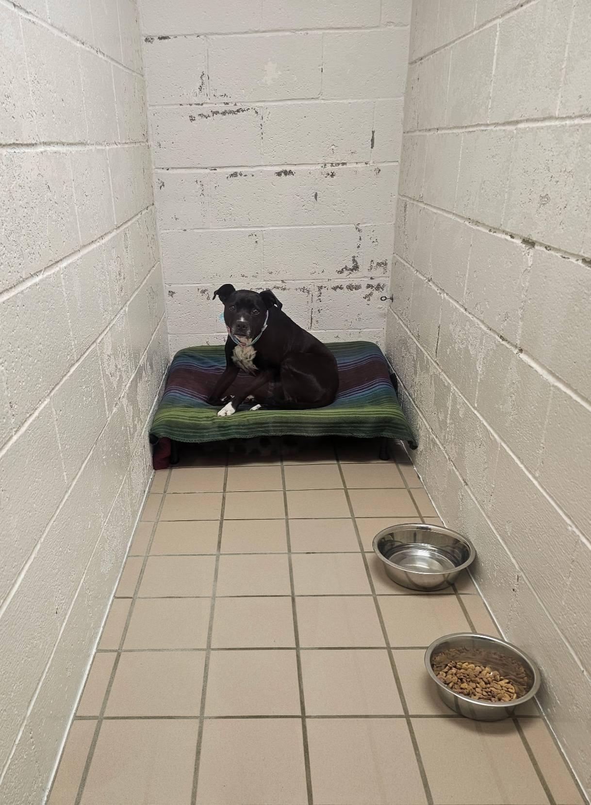 Arty, a ADOPTABLE mixed breed in Broken Arrow, OK image 5/5