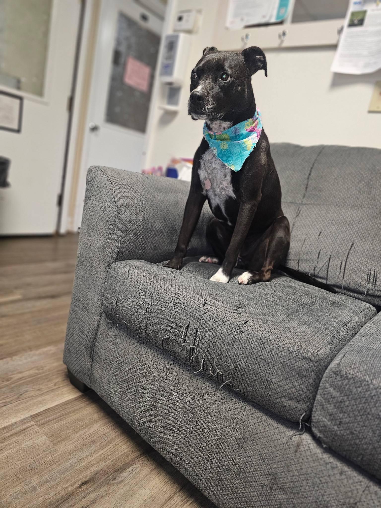 Arty, a ADOPTABLE mixed breed in Broken Arrow, OK image 4/5