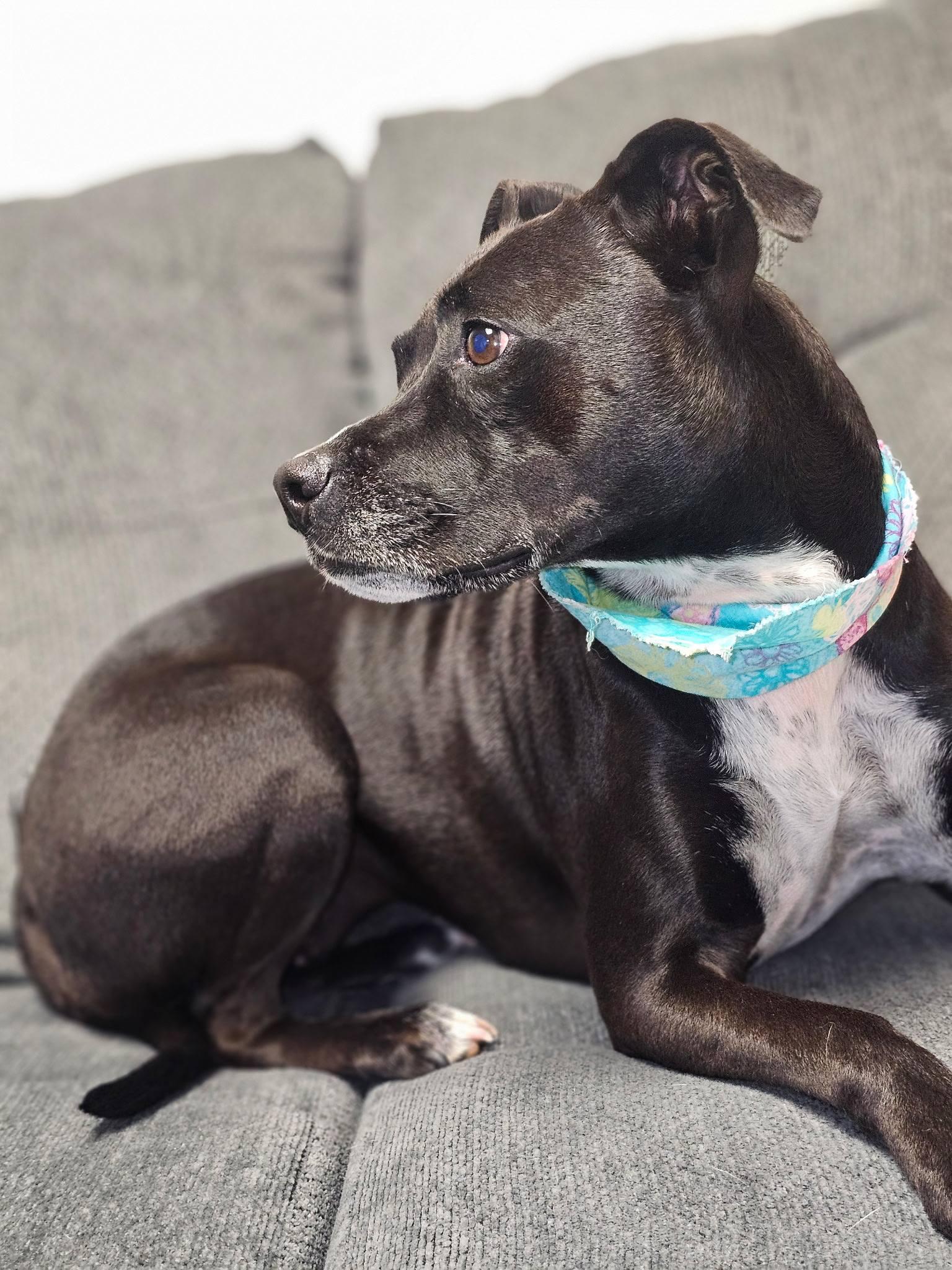 Arty, a ADOPTABLE mixed breed in Broken Arrow, OK image 2/5