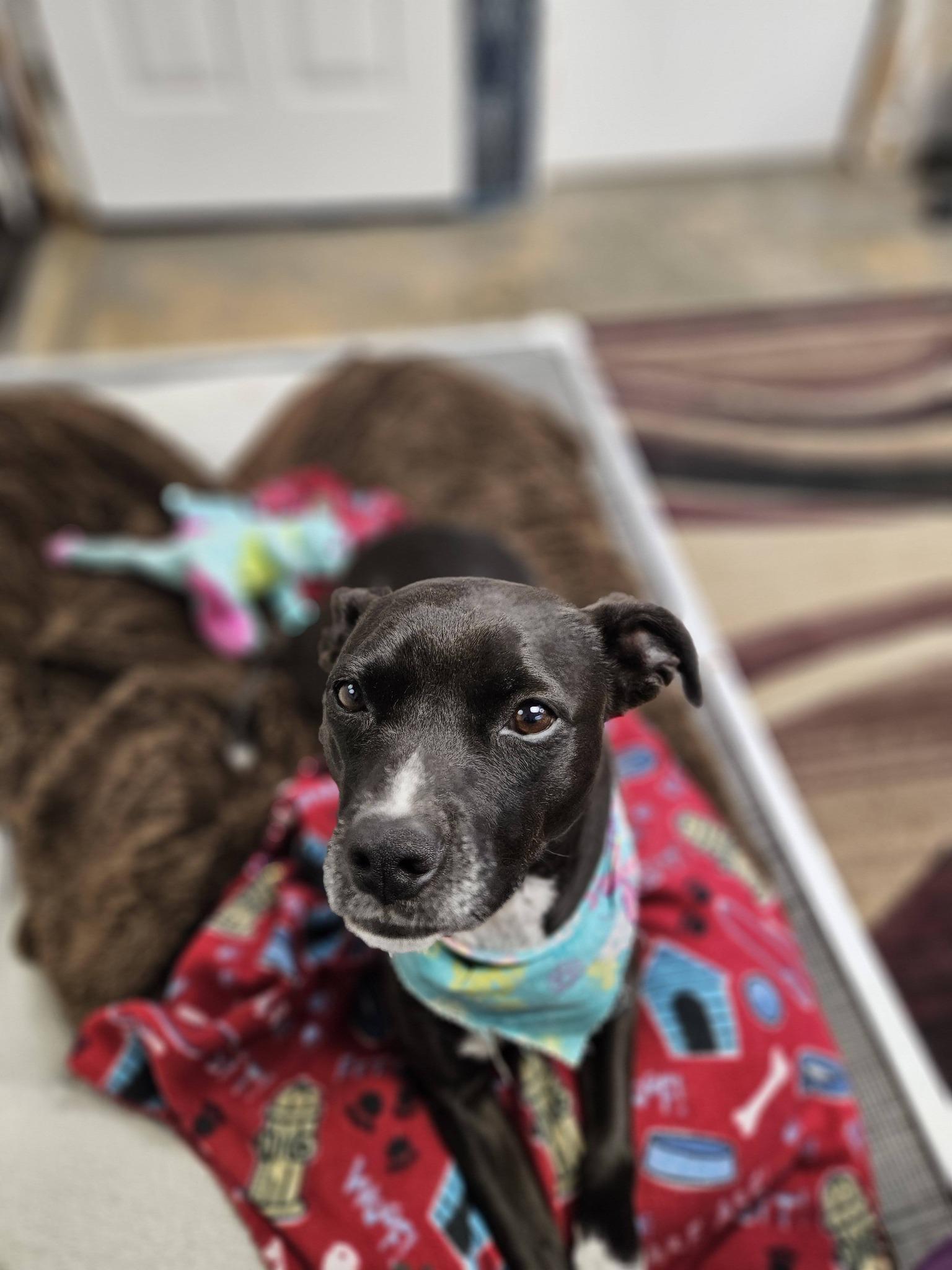 Enlarge Arty Rene, a ADOPTABLE mixed breed in Broken Arrow, OK image 6/6