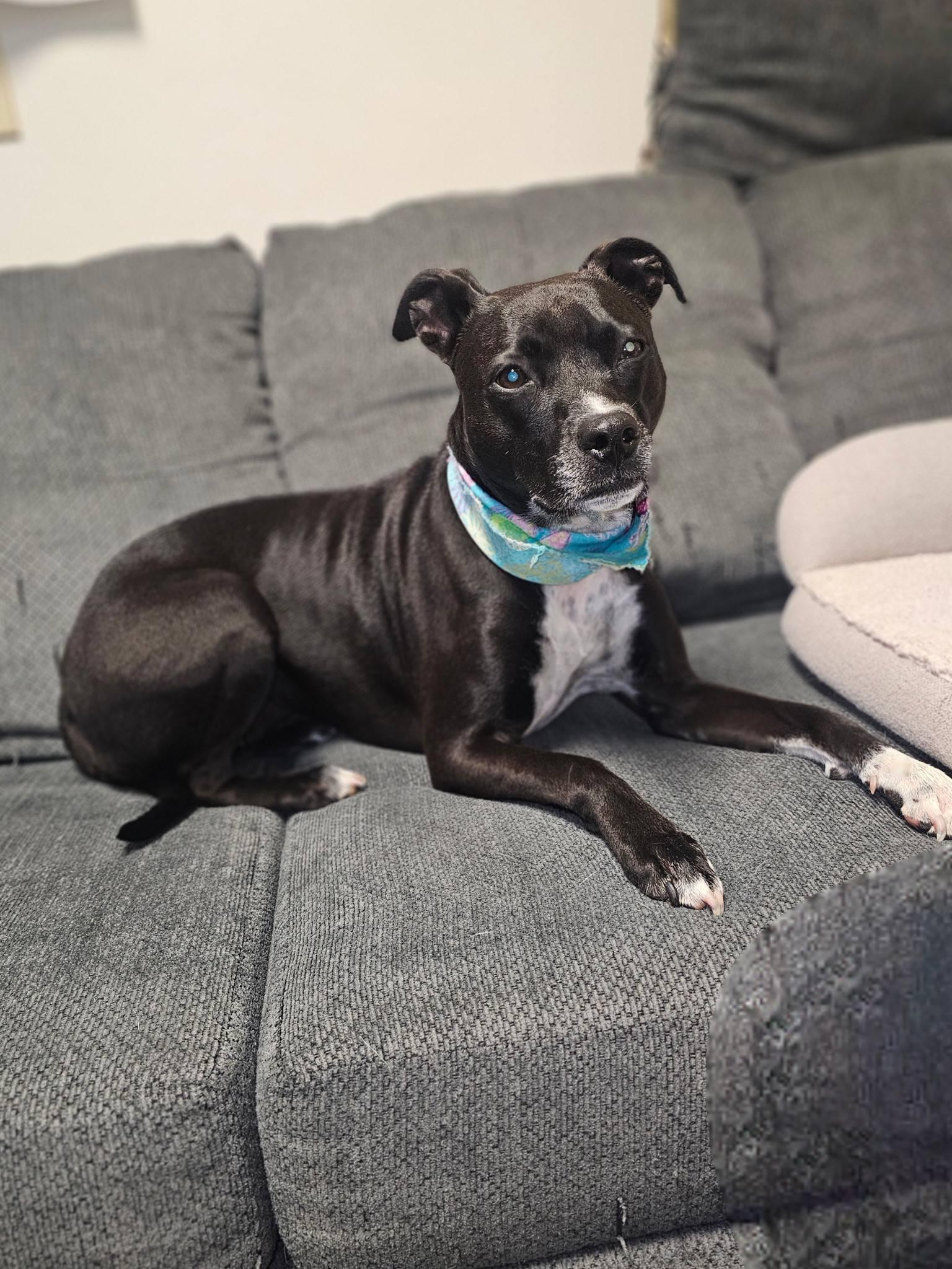 Arty, a ADOPTABLE mixed breed in Broken Arrow, OK image 1/5