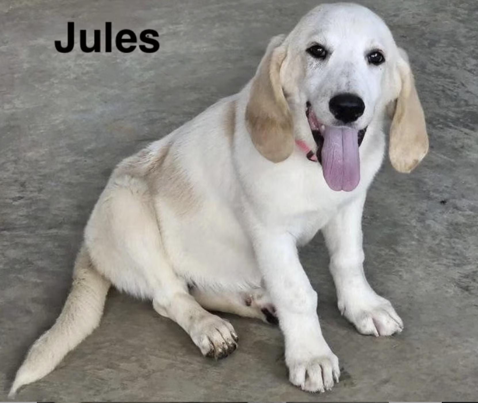 Jules, a ADOPTABLE mixed breed in Cedarburg, WI image 1/2