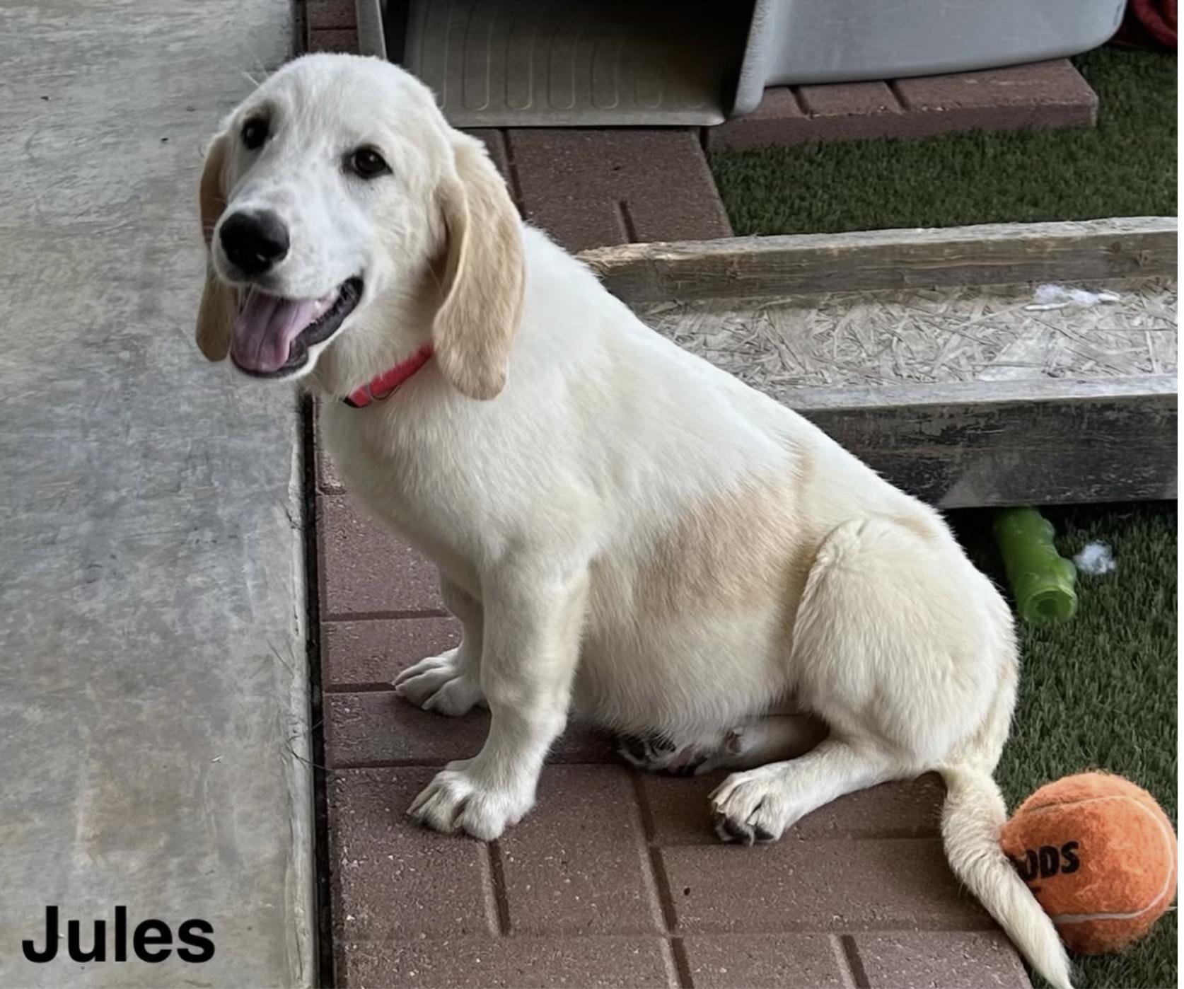 Jules, a ADOPTABLE mixed breed in Cedarburg, WI image 2/2