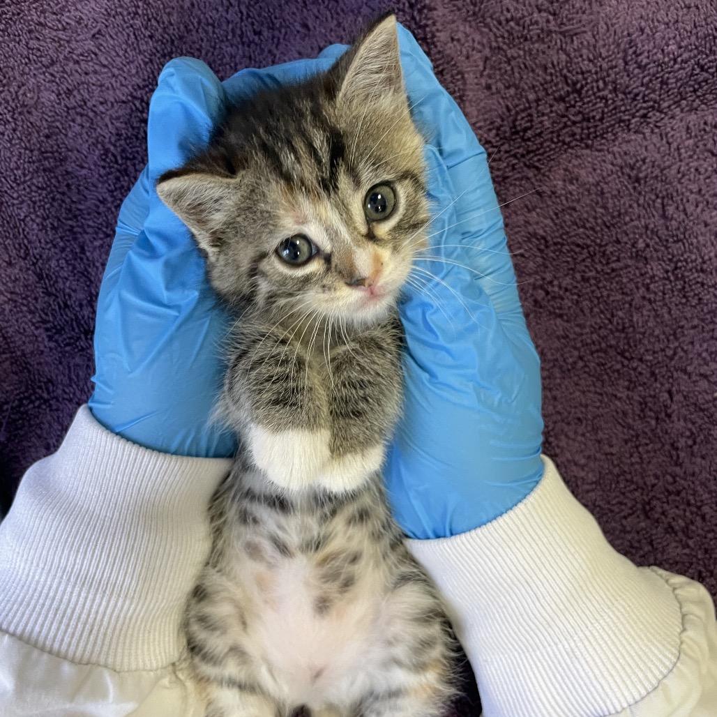 Wiggle Worm, Adoptable, Kitten Female Domestic Short Hair.