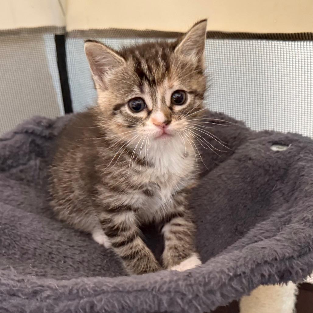 Enlarge Wiggle Worm, a Adoptable Domestic Short Hair in Los Angeles, CA image 2/6