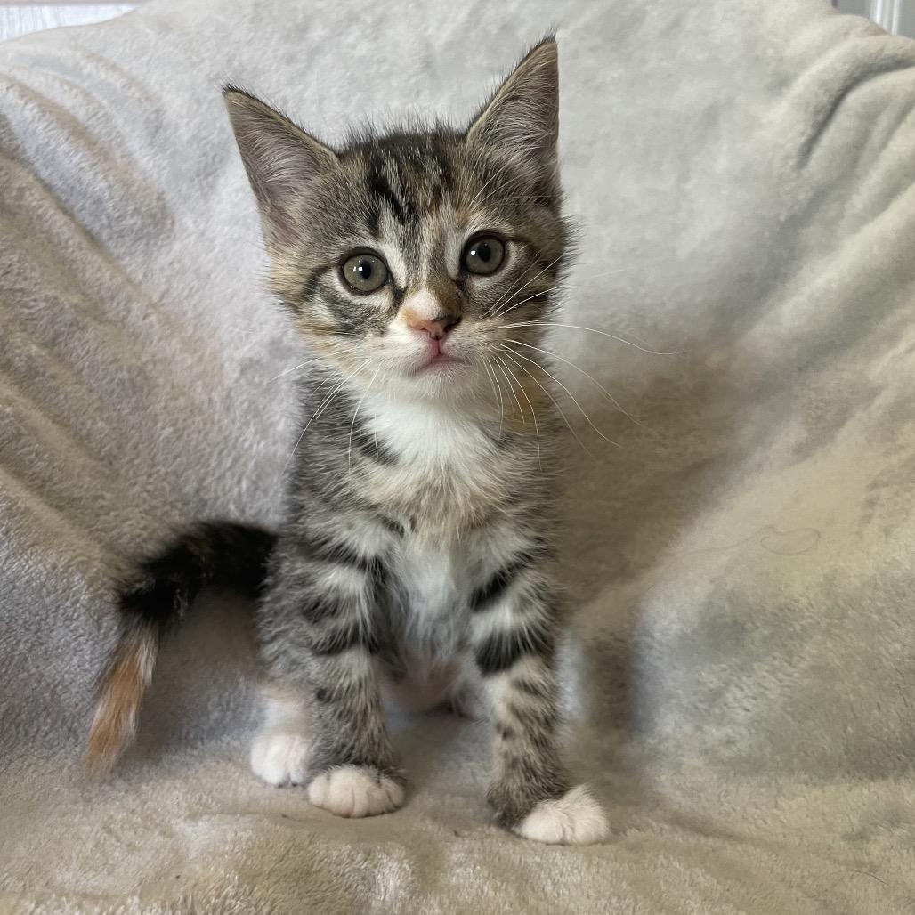 Enlarge Wiggle Worm, a Adoptable Domestic Short Hair in Los Angeles, CA image 3/6